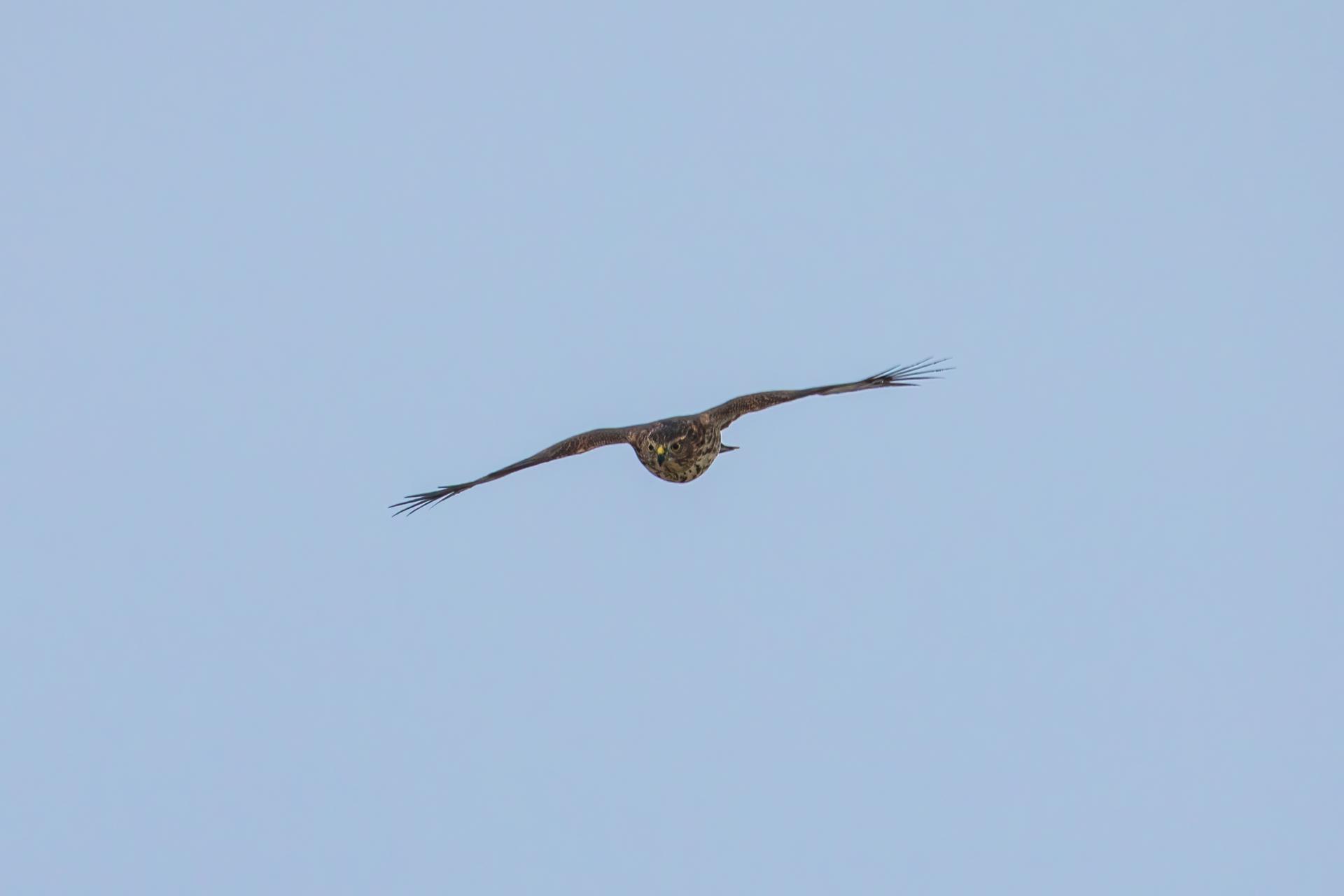 epervier-brun-sharp-shinned-hawk