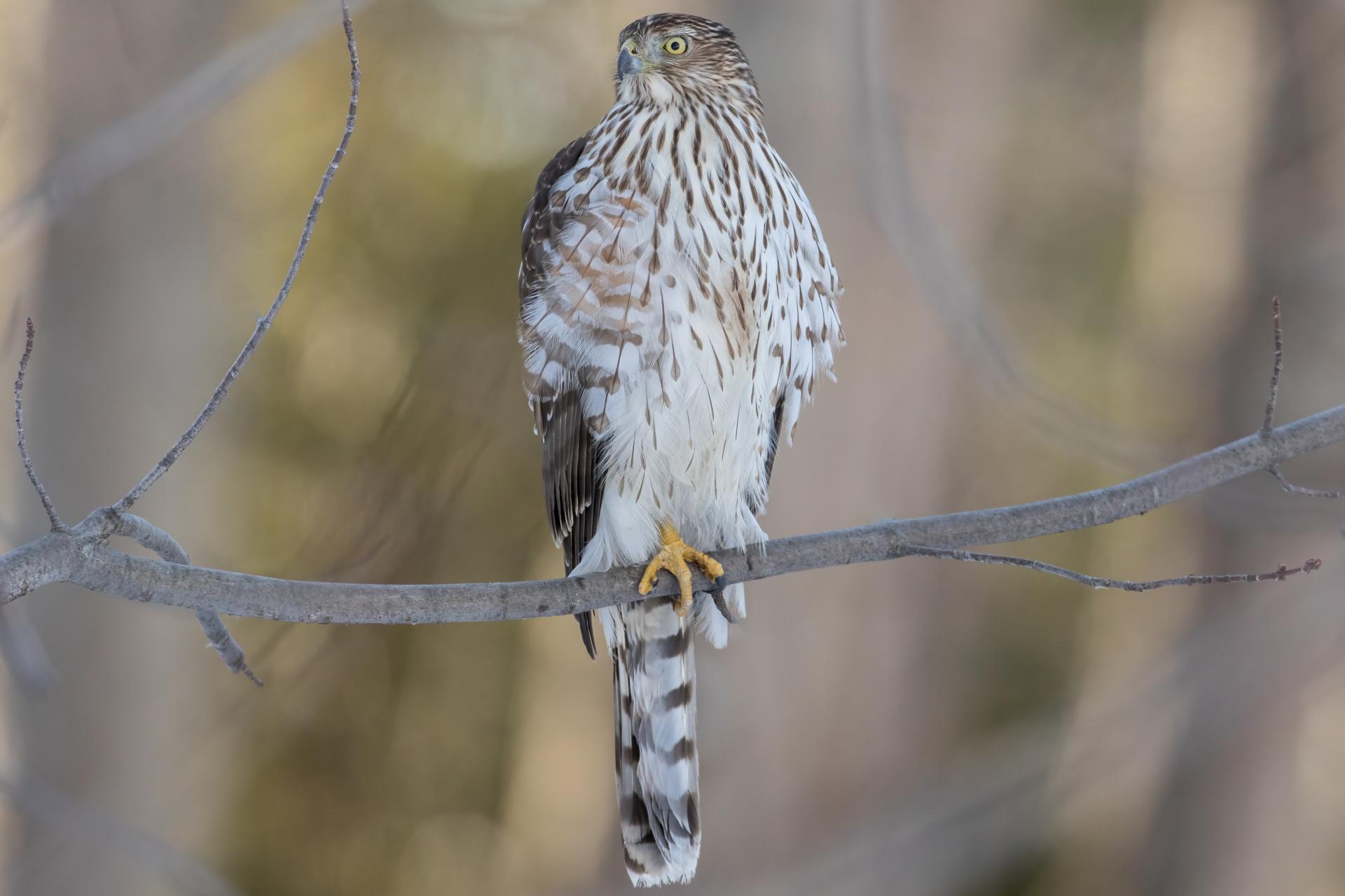 epervier-de-cooper-Cooper-s-hawk