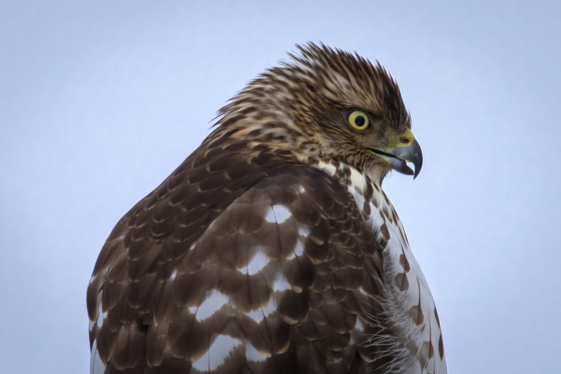 epervier-de-cooper-Cooper-s-hawk