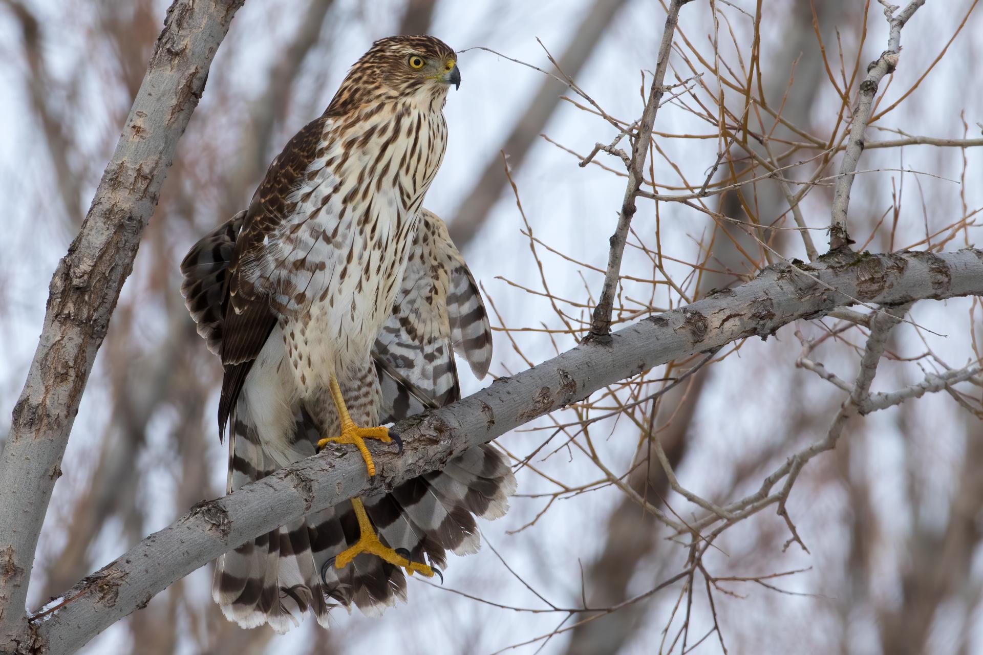 epervier-de-cooper-Cooper-s-hawk