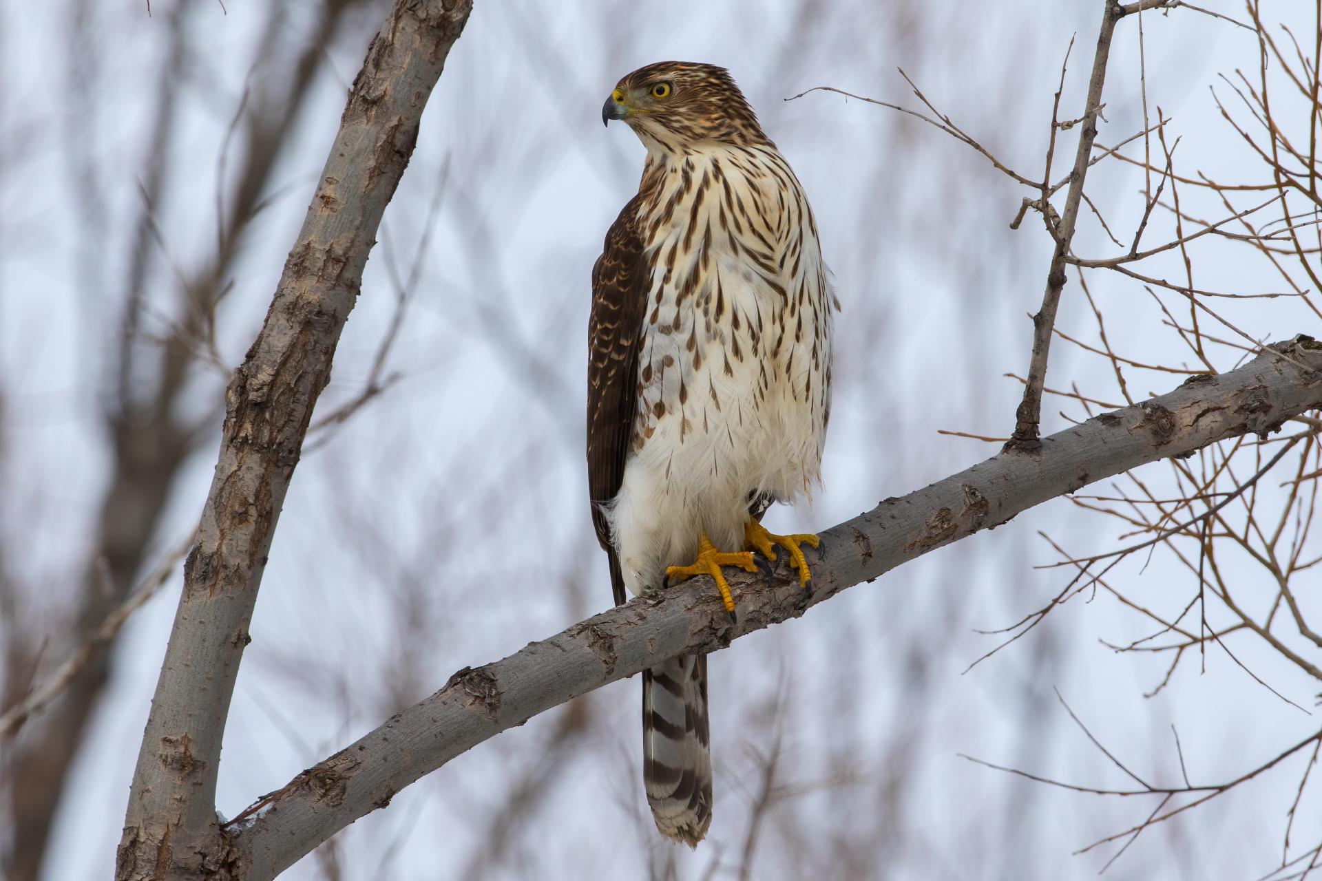 epervier-de-cooper-Cooper-s-hawk