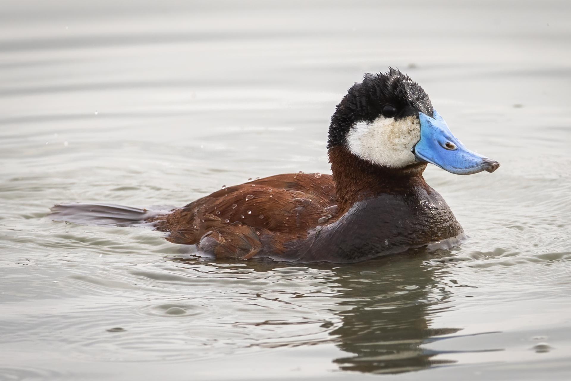 erismature-rousse-ruddy-duck