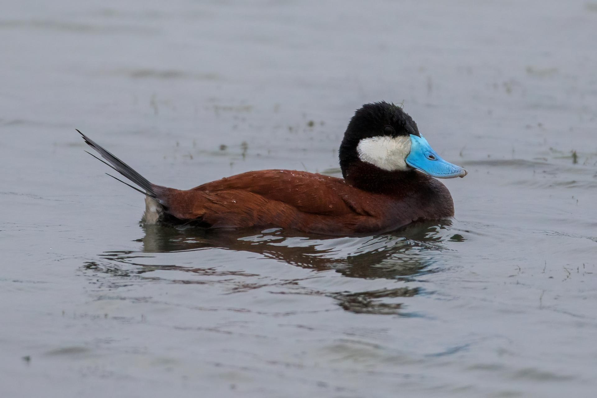 erismature-rousse-ruddy-duck