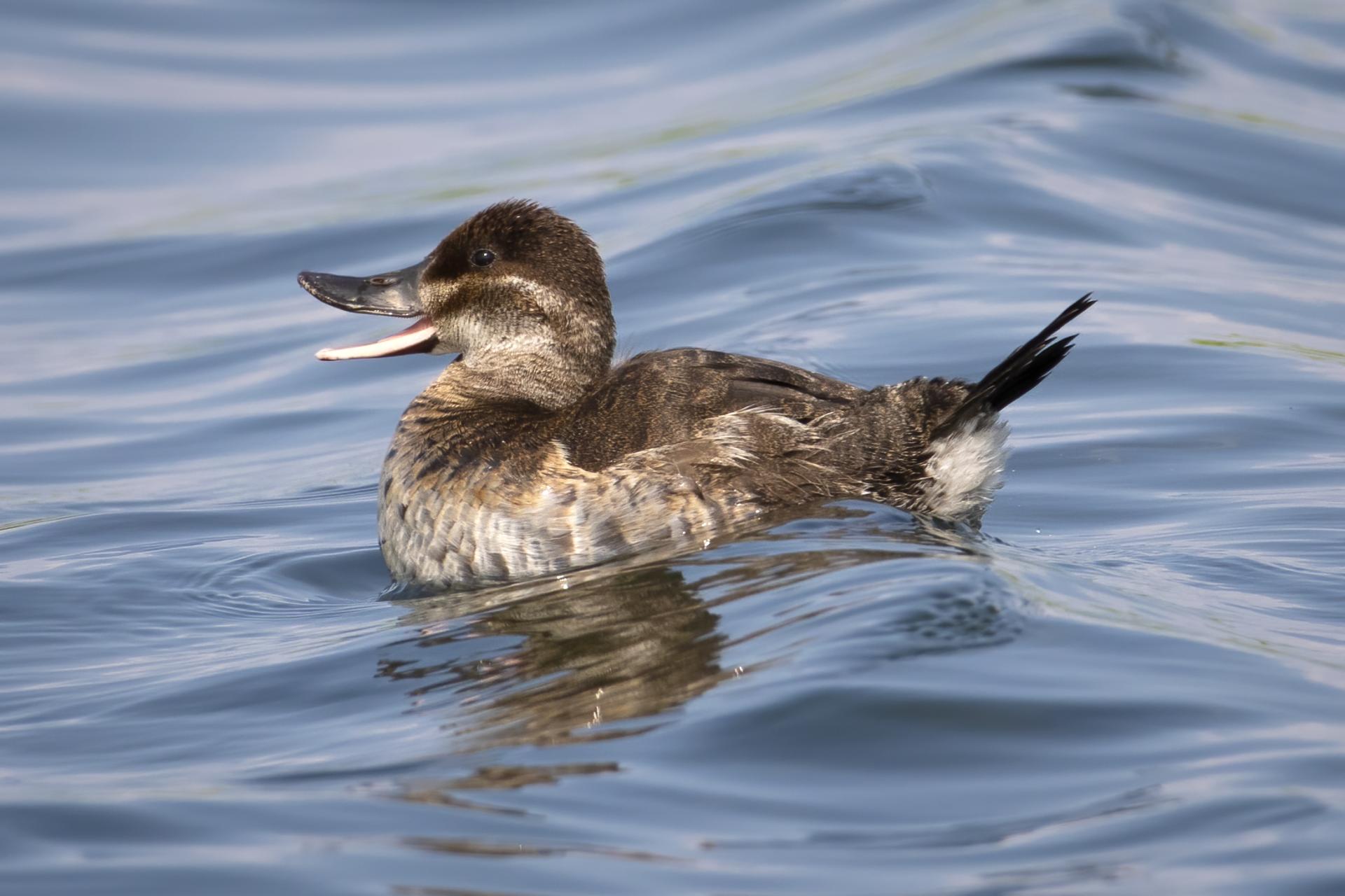 erismature-rousse-ruddy-duck