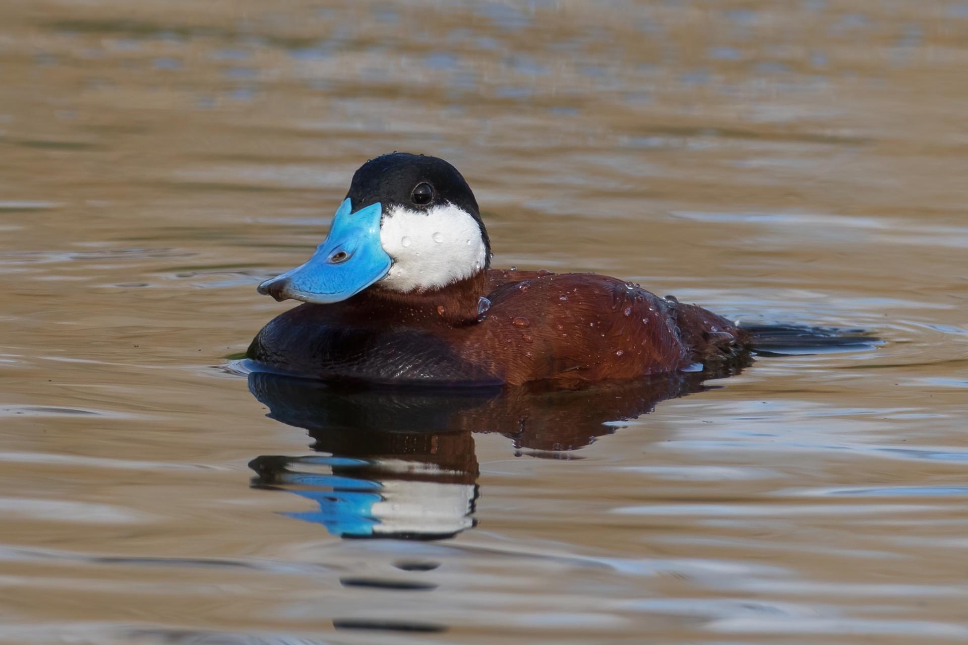 erismature-rousse-ruddy-duck