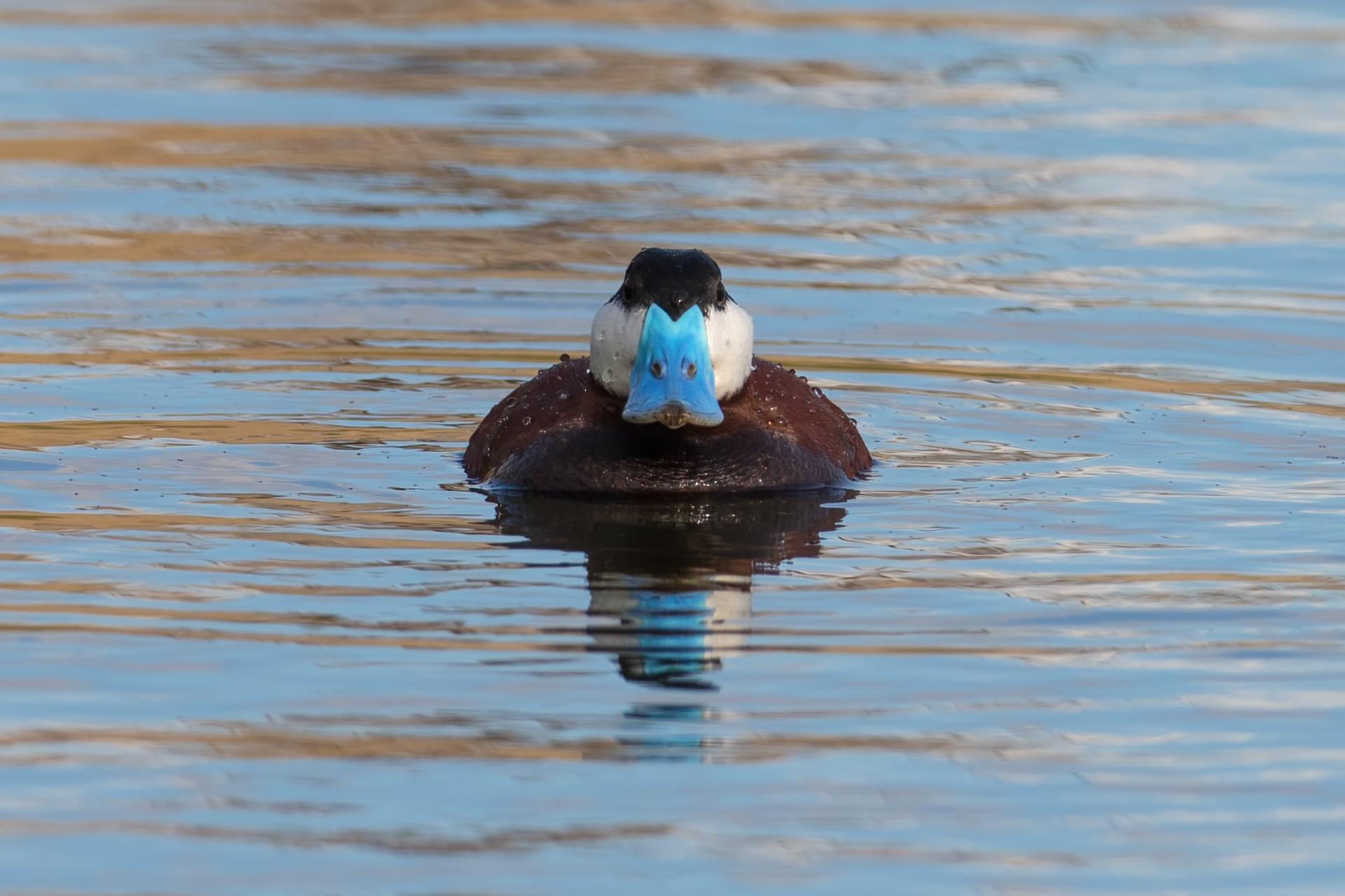 erismature-rousse-ruddy-duck