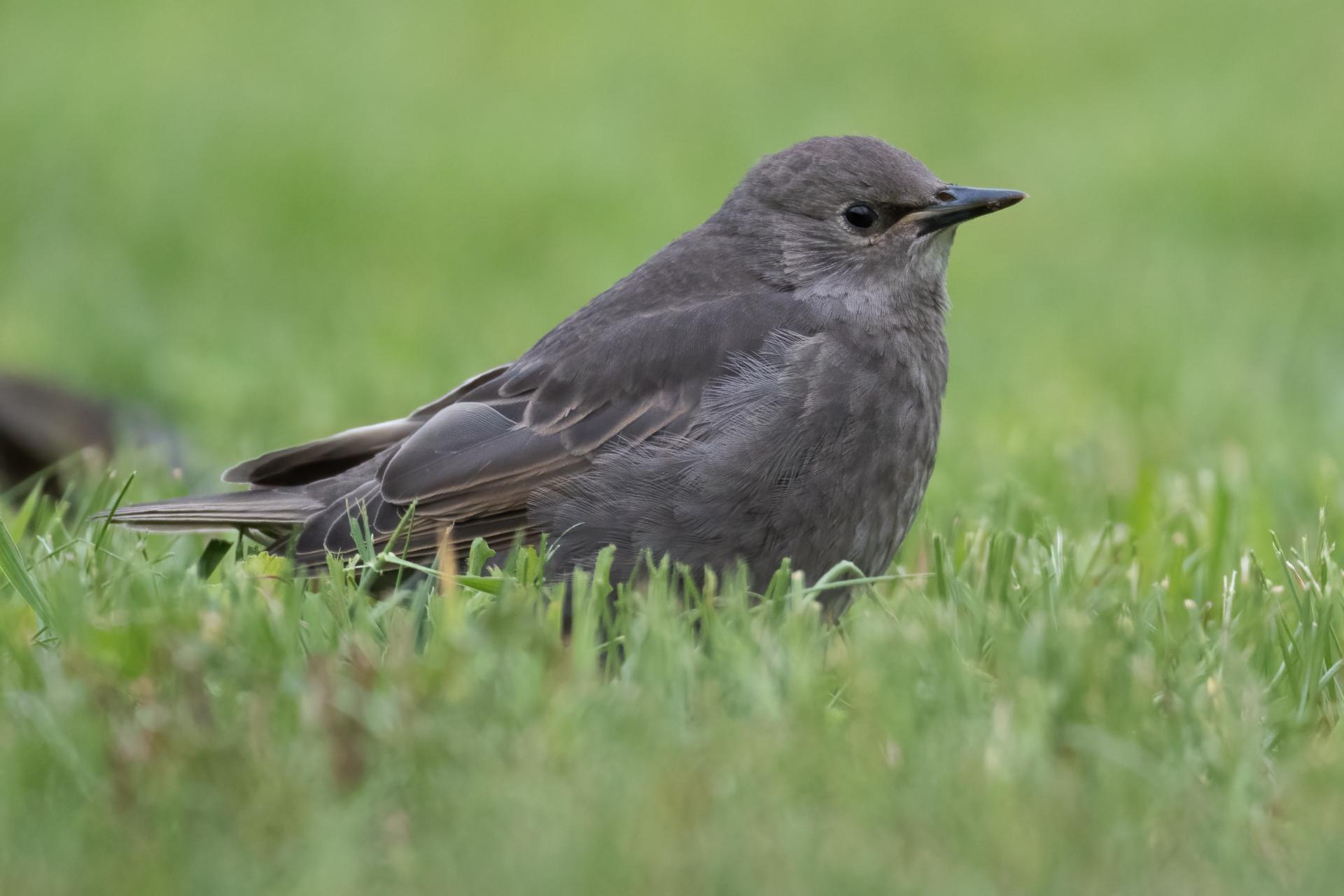 etourneau-sansonnet-European-starling