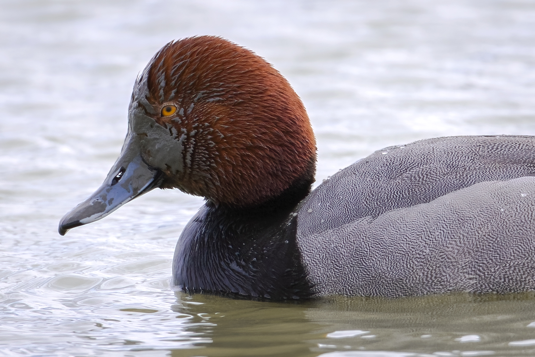 fuligule-a-tete-rouge-redhead