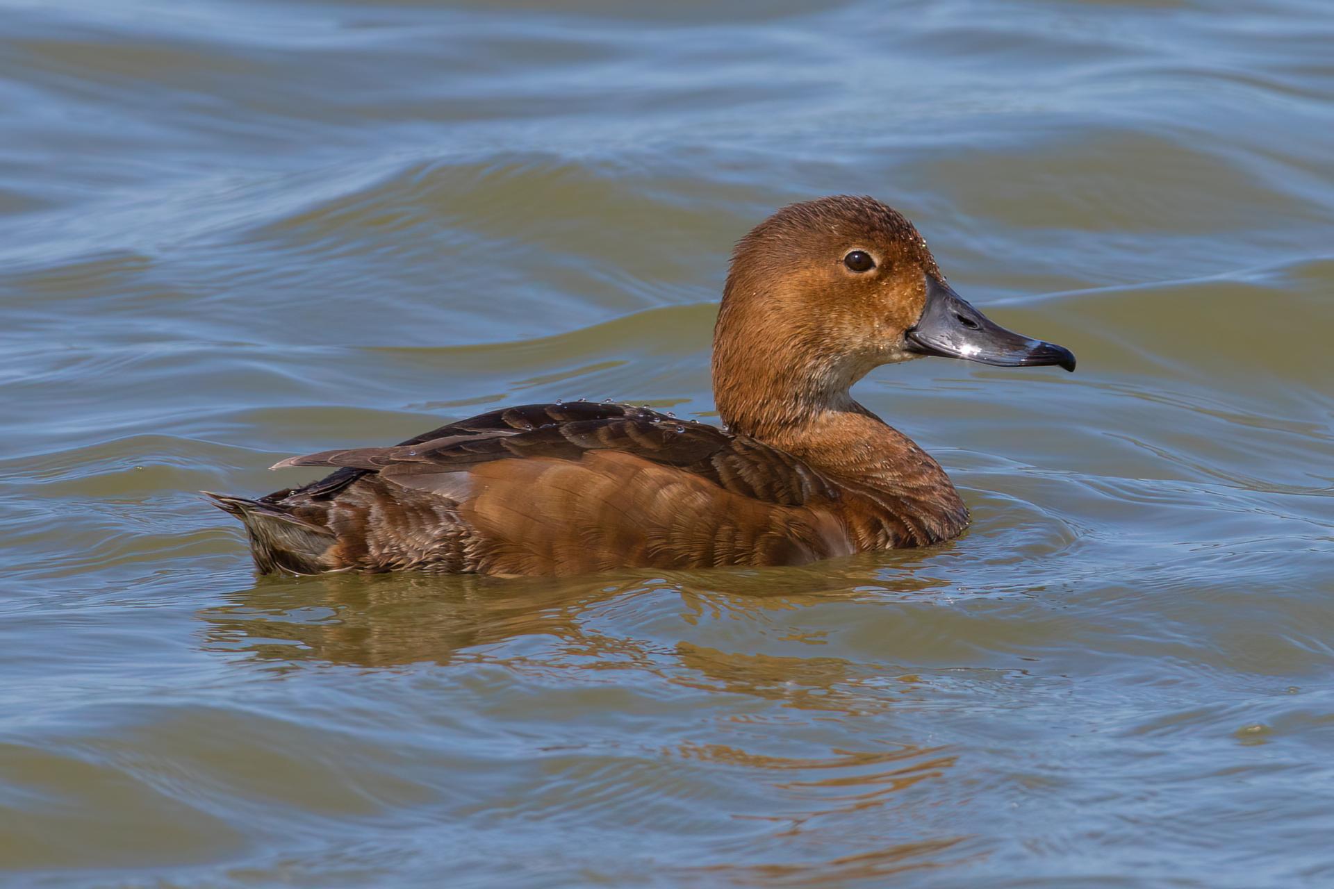 fuligule-a-tete-rouge-redhead