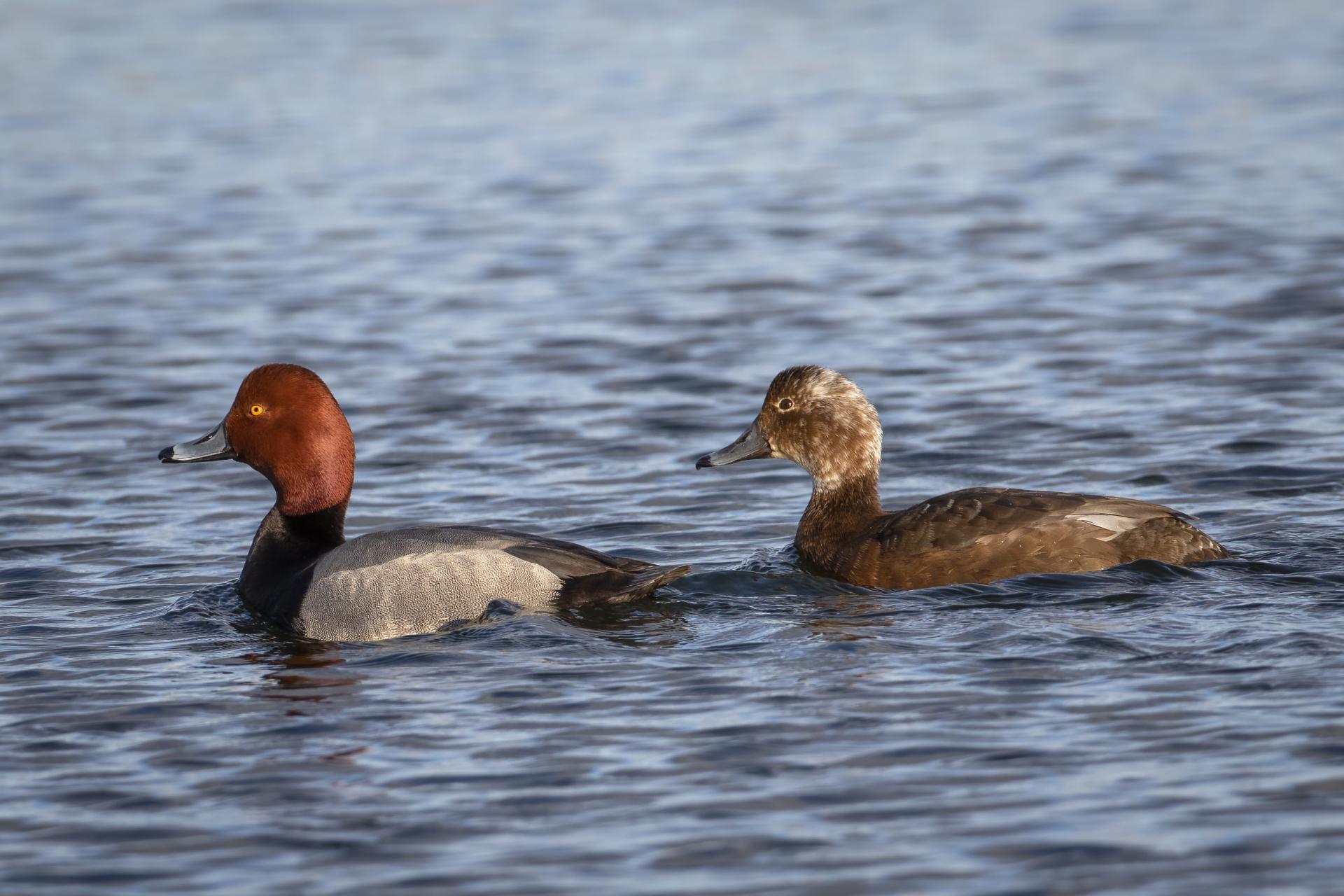fuligule-a-tete-rouge-redhead