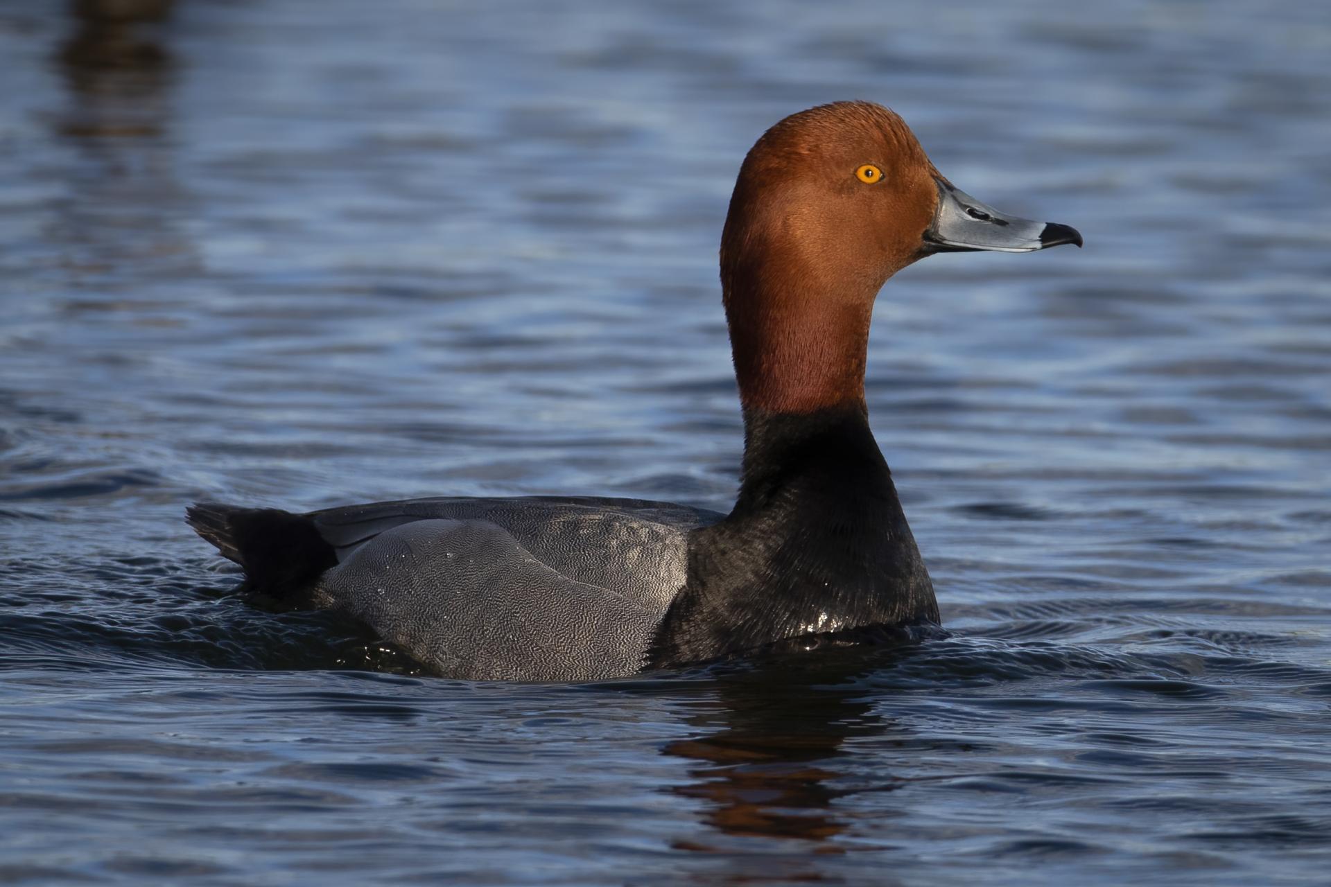 fuligule-a-tete-rouge-redhead