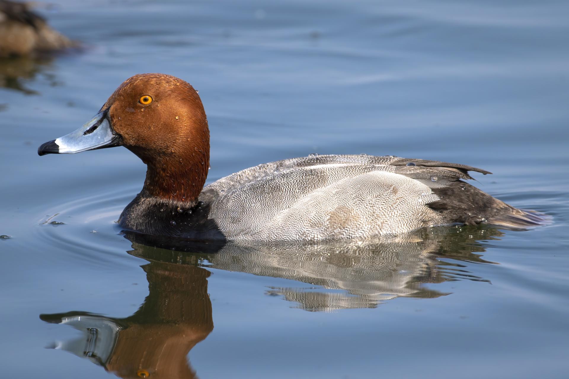 fuligule-a-tete-rouge-redhead
