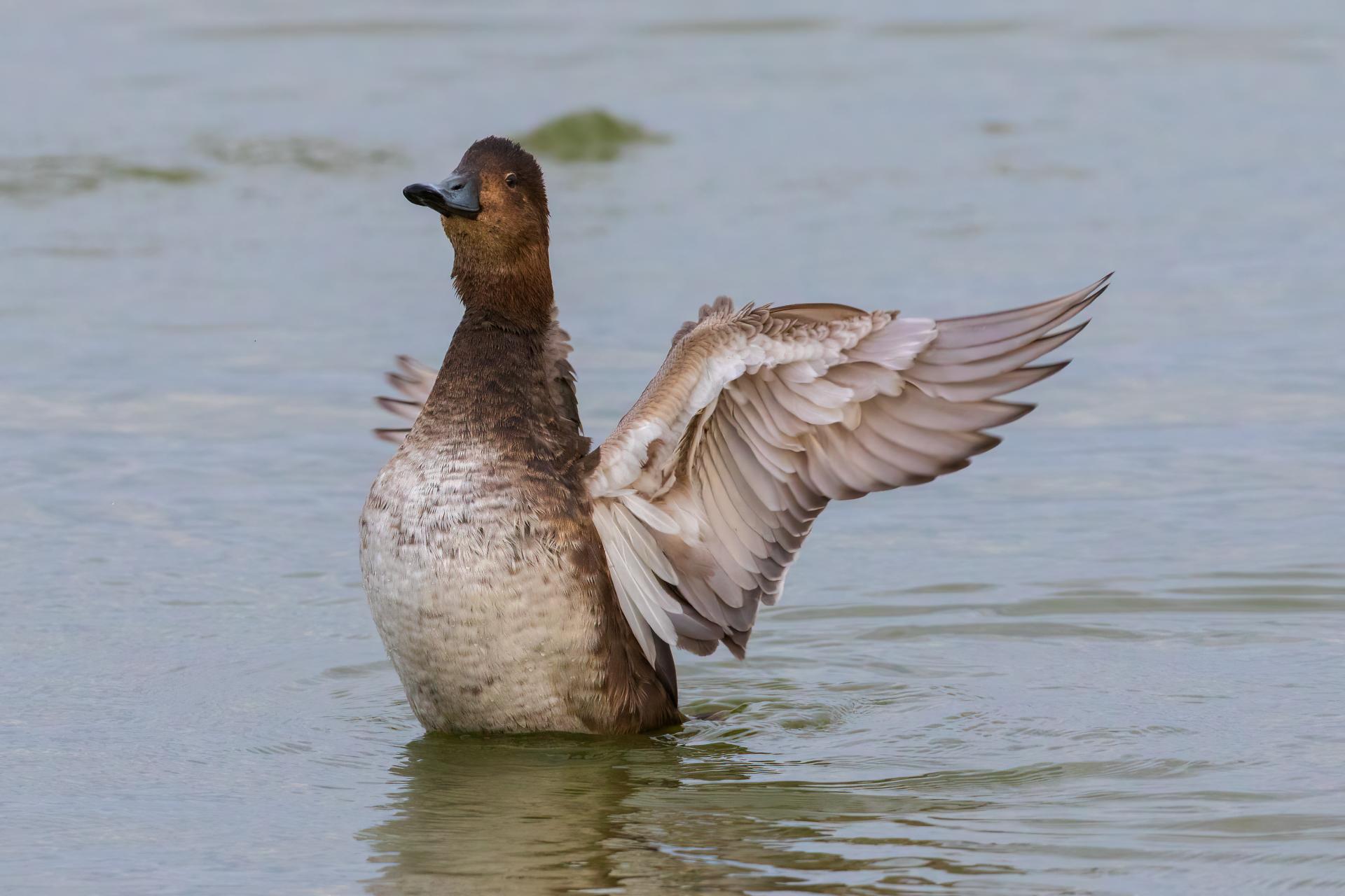 fuligule-a-tete-rouge-redhead
