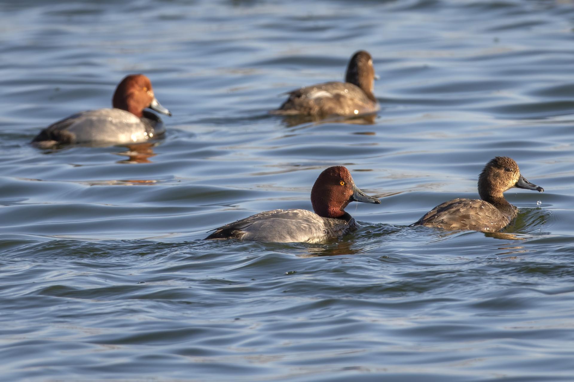 fuligule-a-tete-rouge-redhead