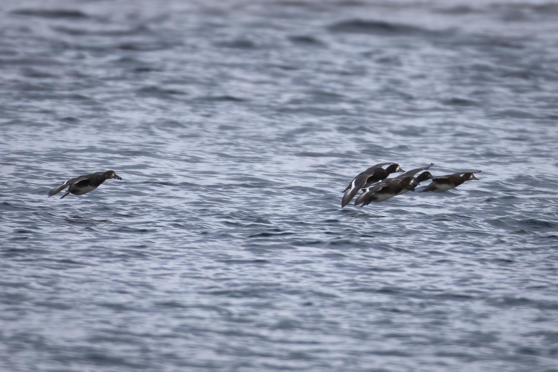 fuligule-milouinan-greater-scaup