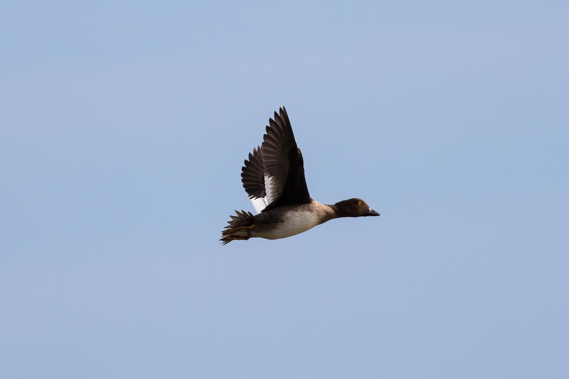 garrot-a-oeil-d-or-common-goldeneye