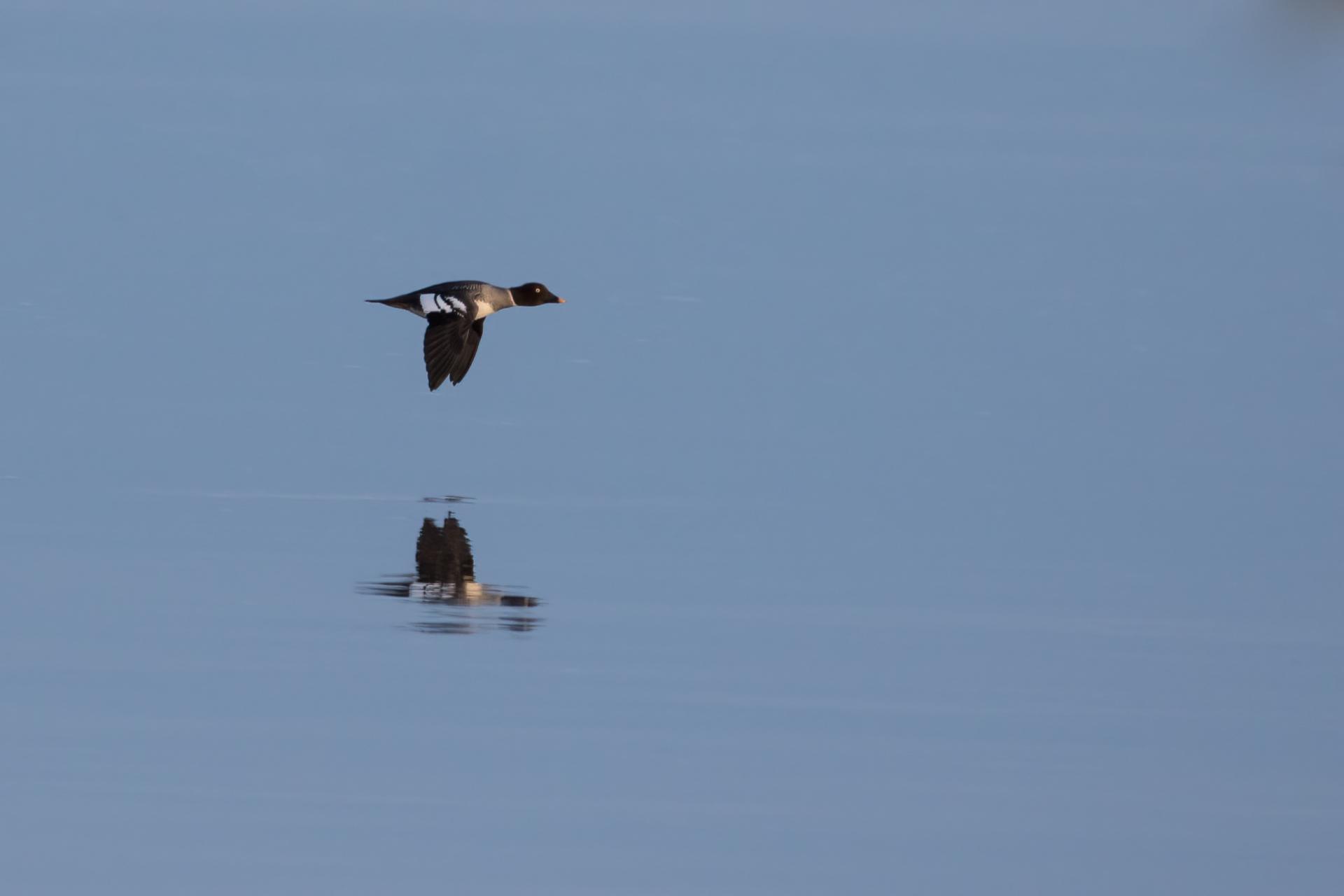 garrot-a-oeil-d-or-common-goldeneye