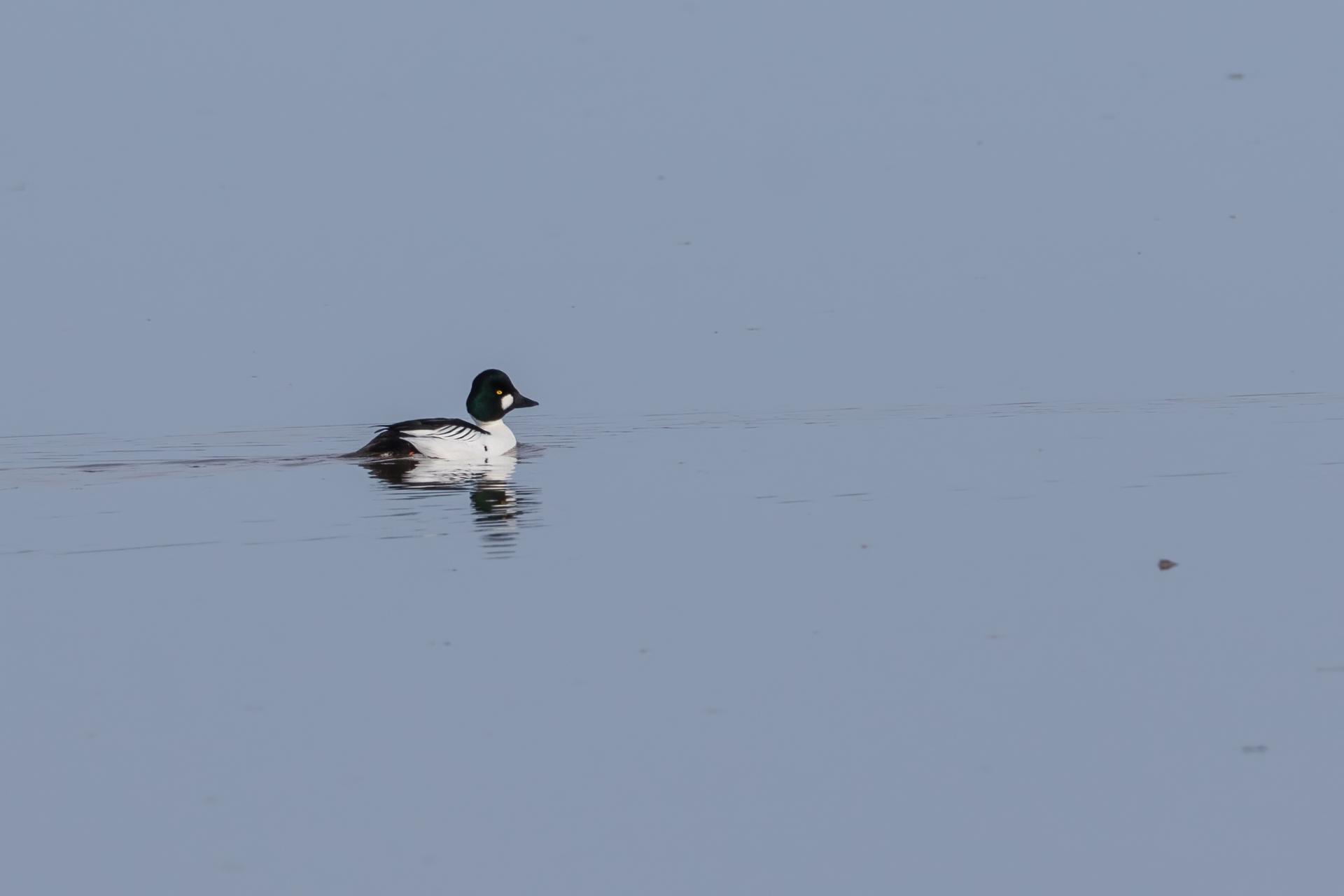 garrot-a-oeil-d-or-common-goldeneye