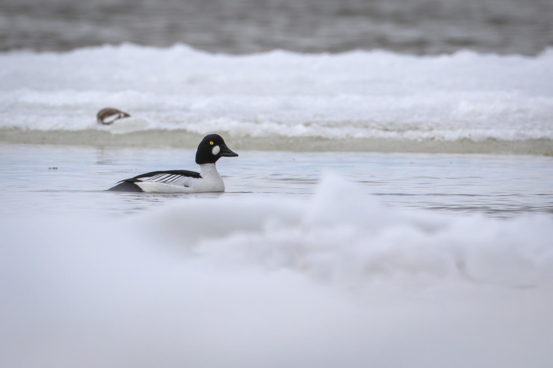 garrot-a-oeil-d-or-common-goldeneye