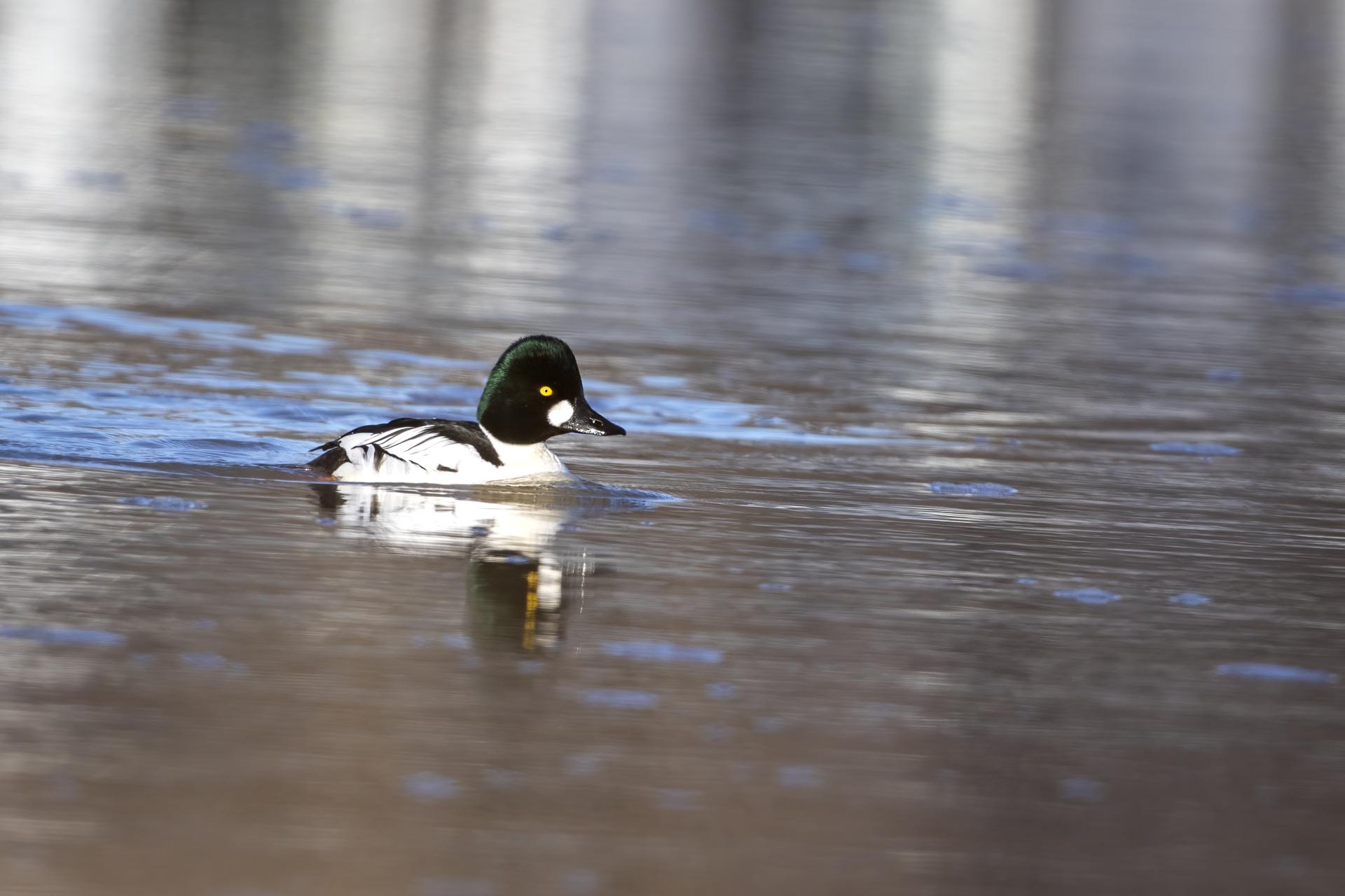 garrot-a-oeil-d-or-common-goldeneye