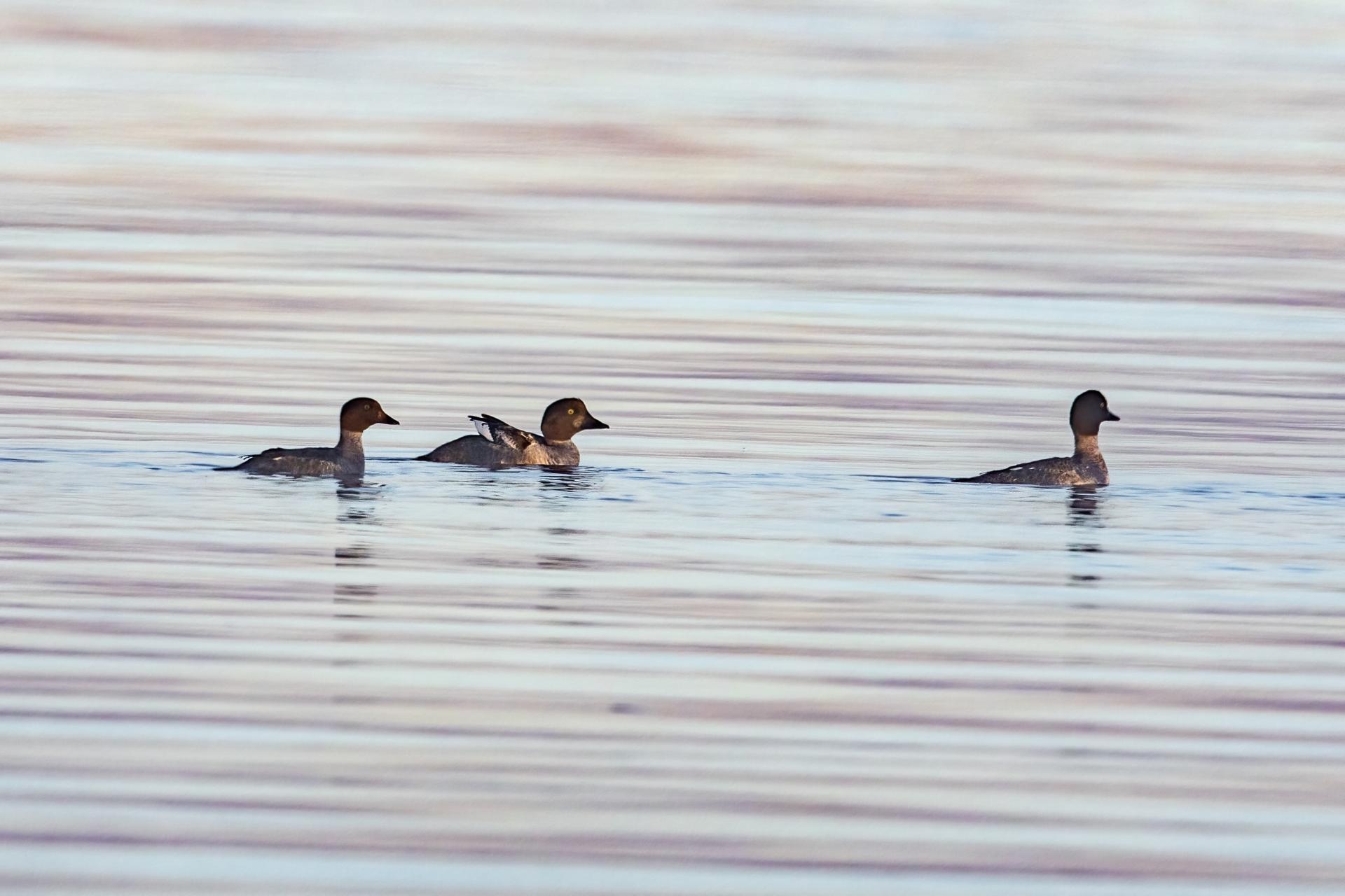 garrot-a-oeil-d-or-common-goldeneye