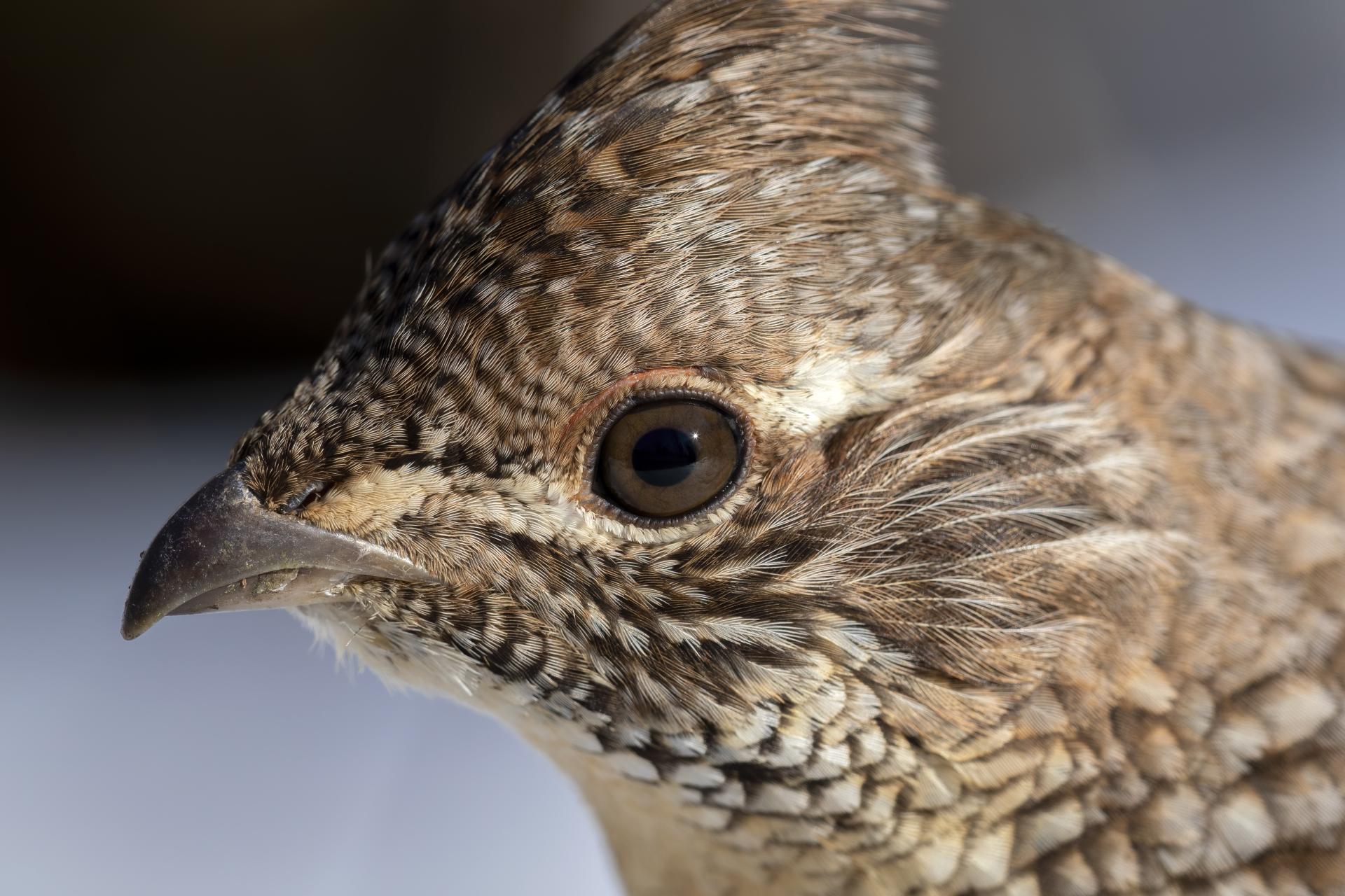 gelinotte-huppee-ruffed-grouse