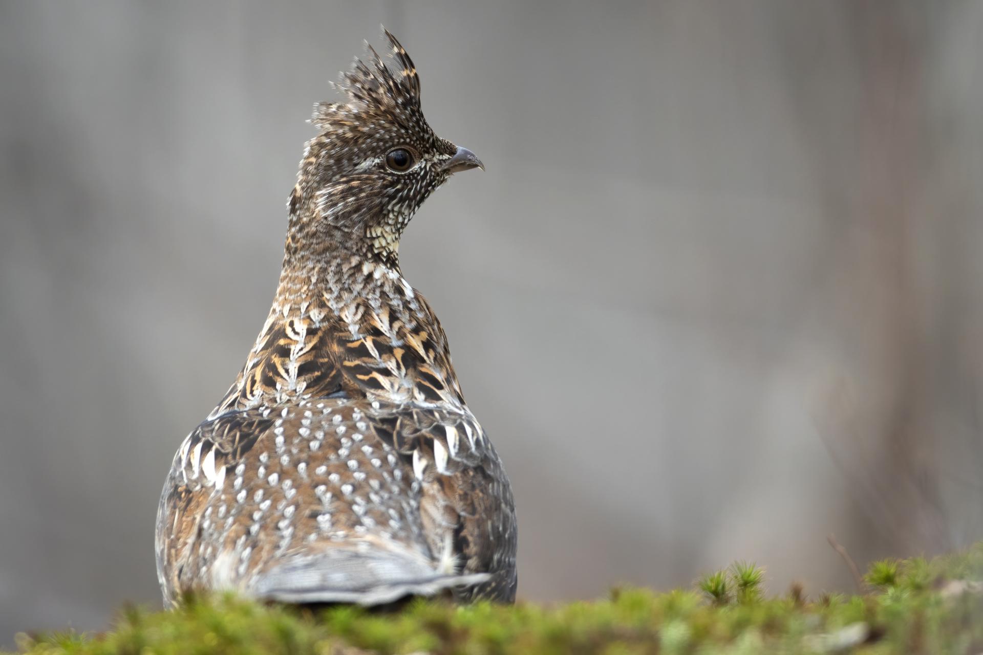 gelinotte-huppee-ruffed-grouse