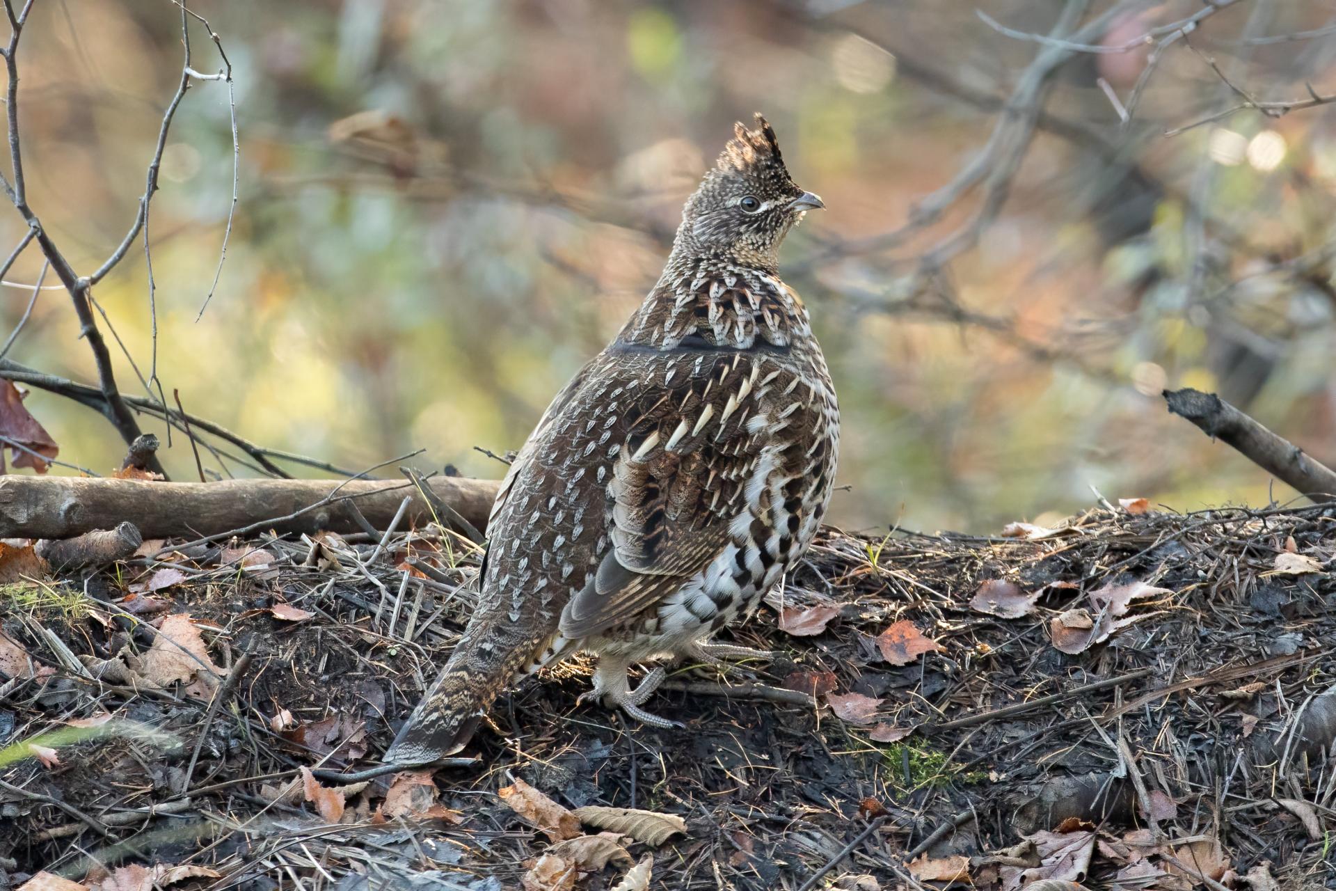 gelinotte-huppee-ruffed-grouse