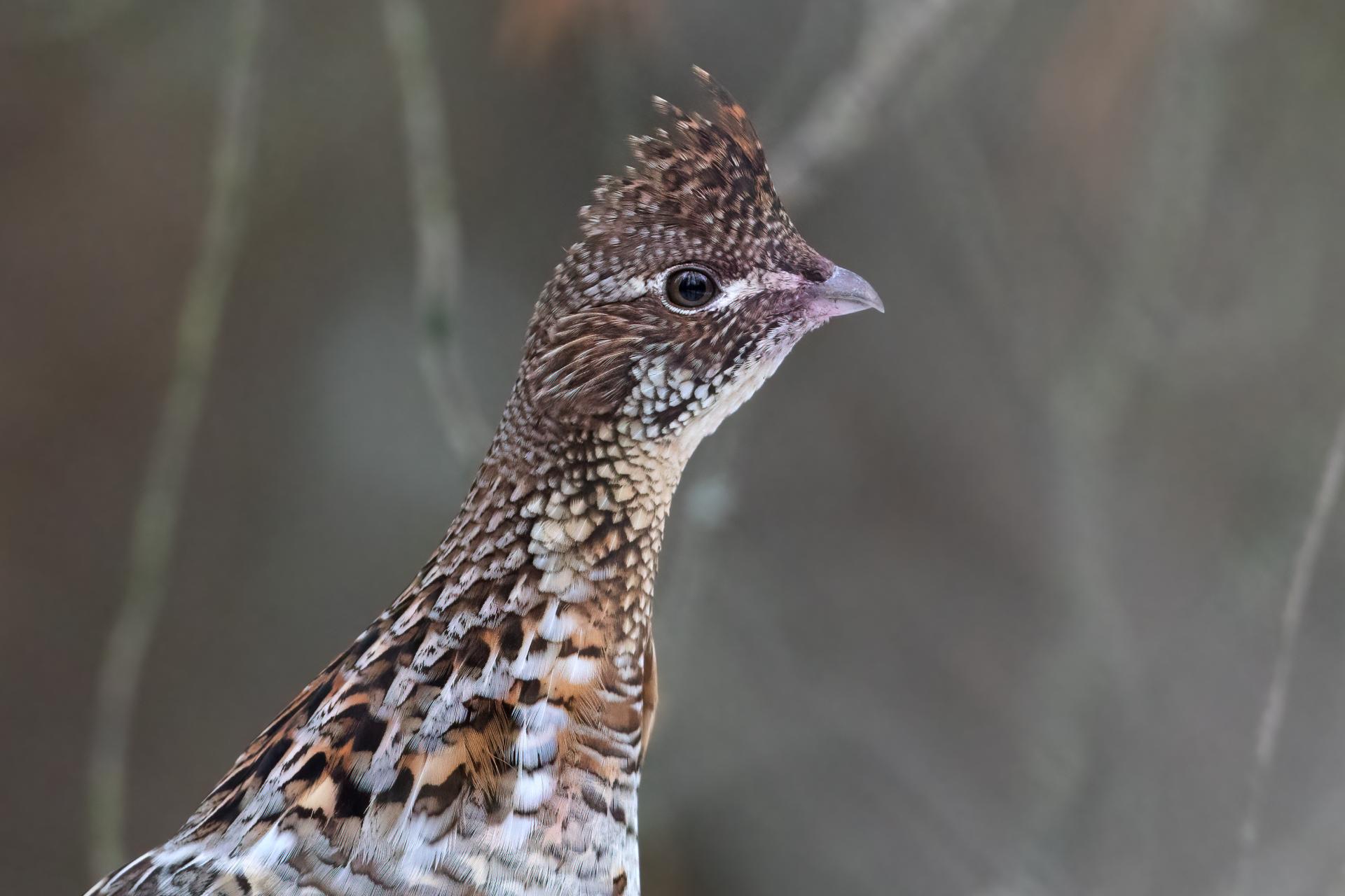 gelinotte-huppee-ruffed-grouse