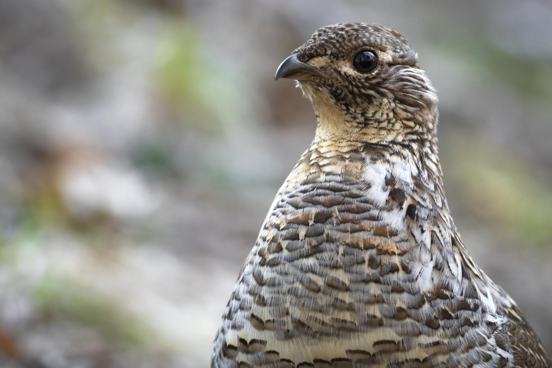 gelinotte-huppee-ruffed-grouse