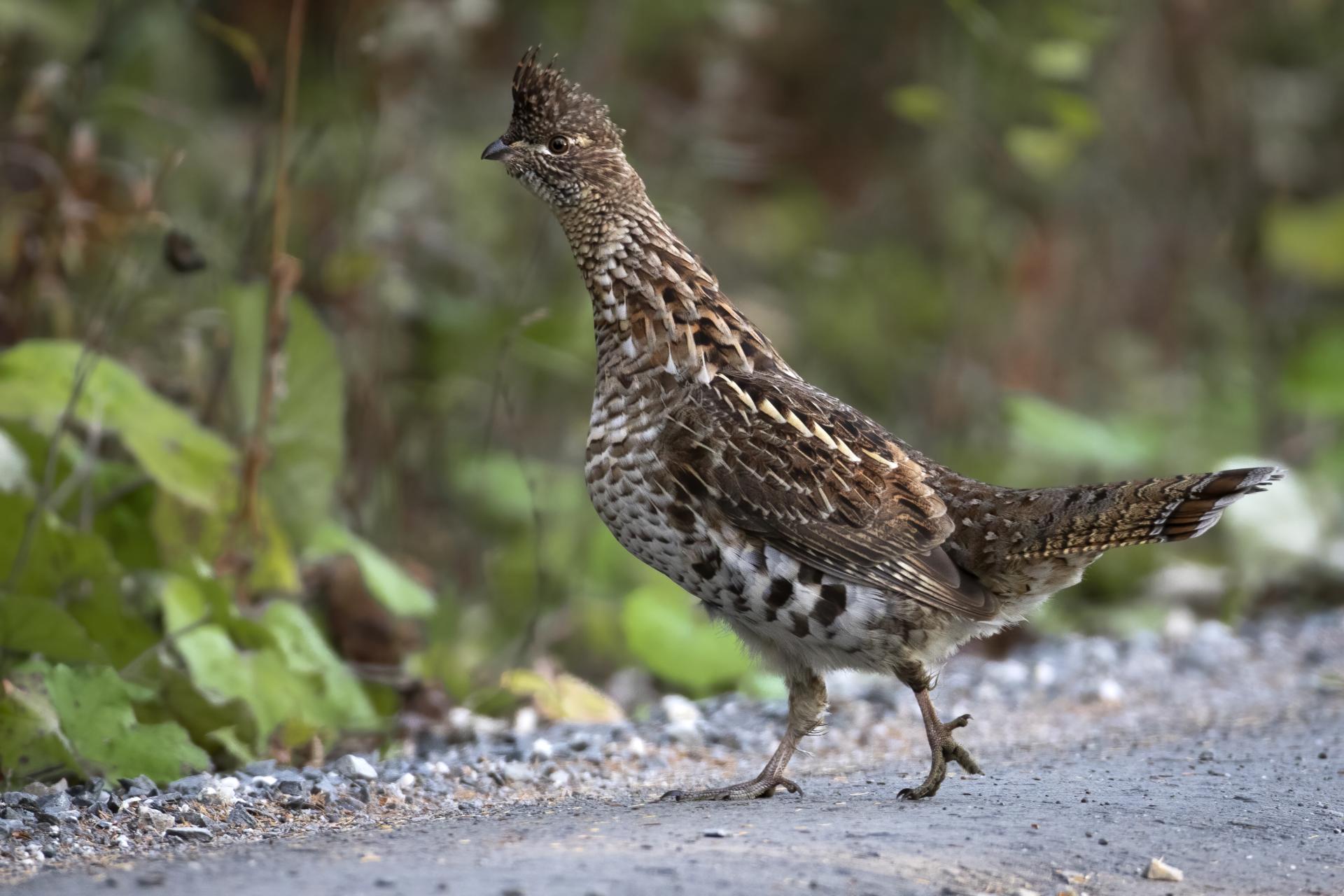 gelinotte-huppee-ruffed-grouse