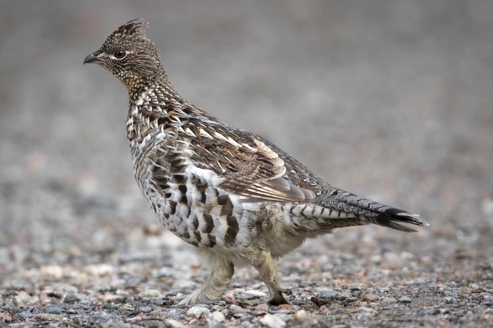 gelinotte-huppee-ruffed-grouse