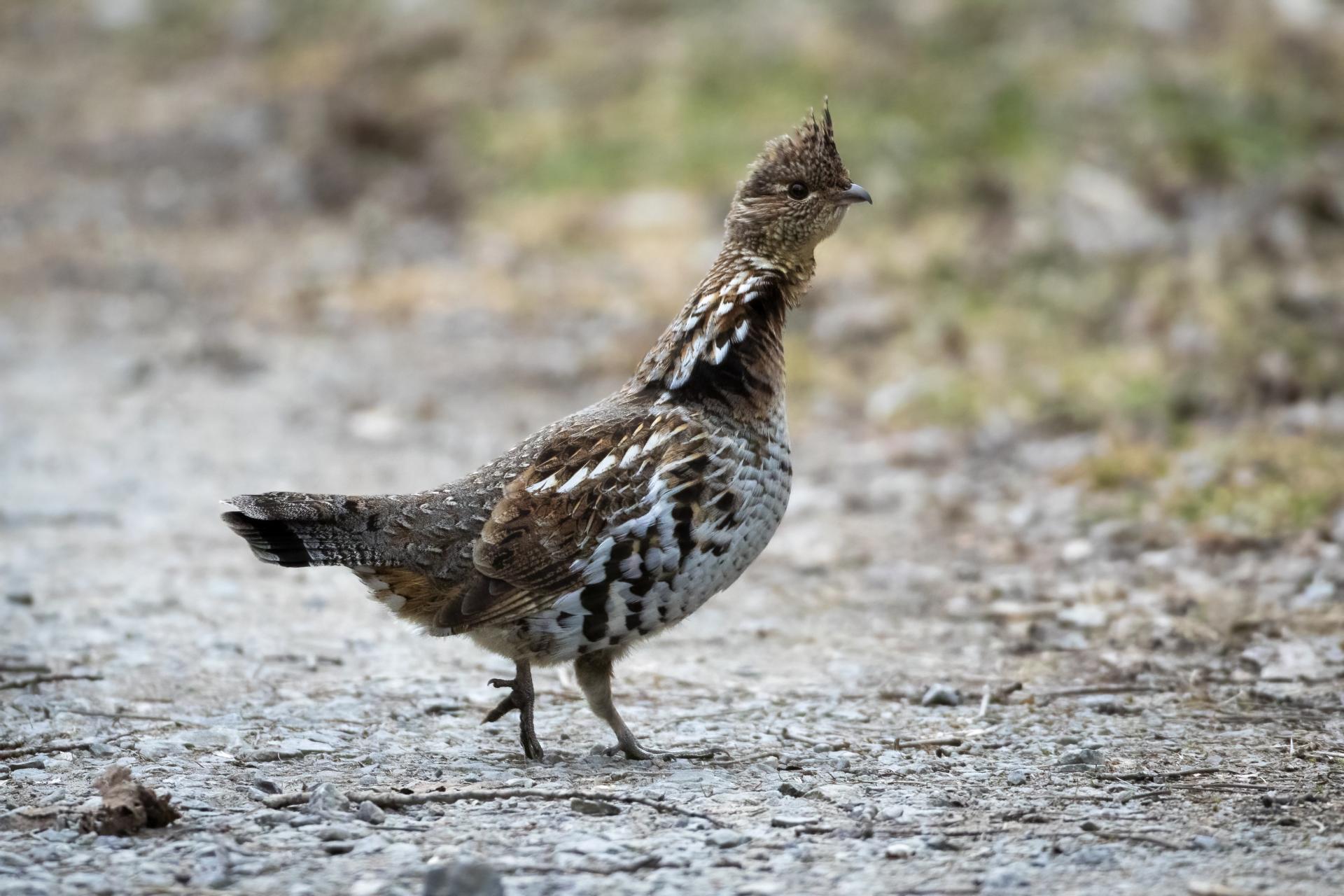gelinotte-huppee-ruffed-grouse