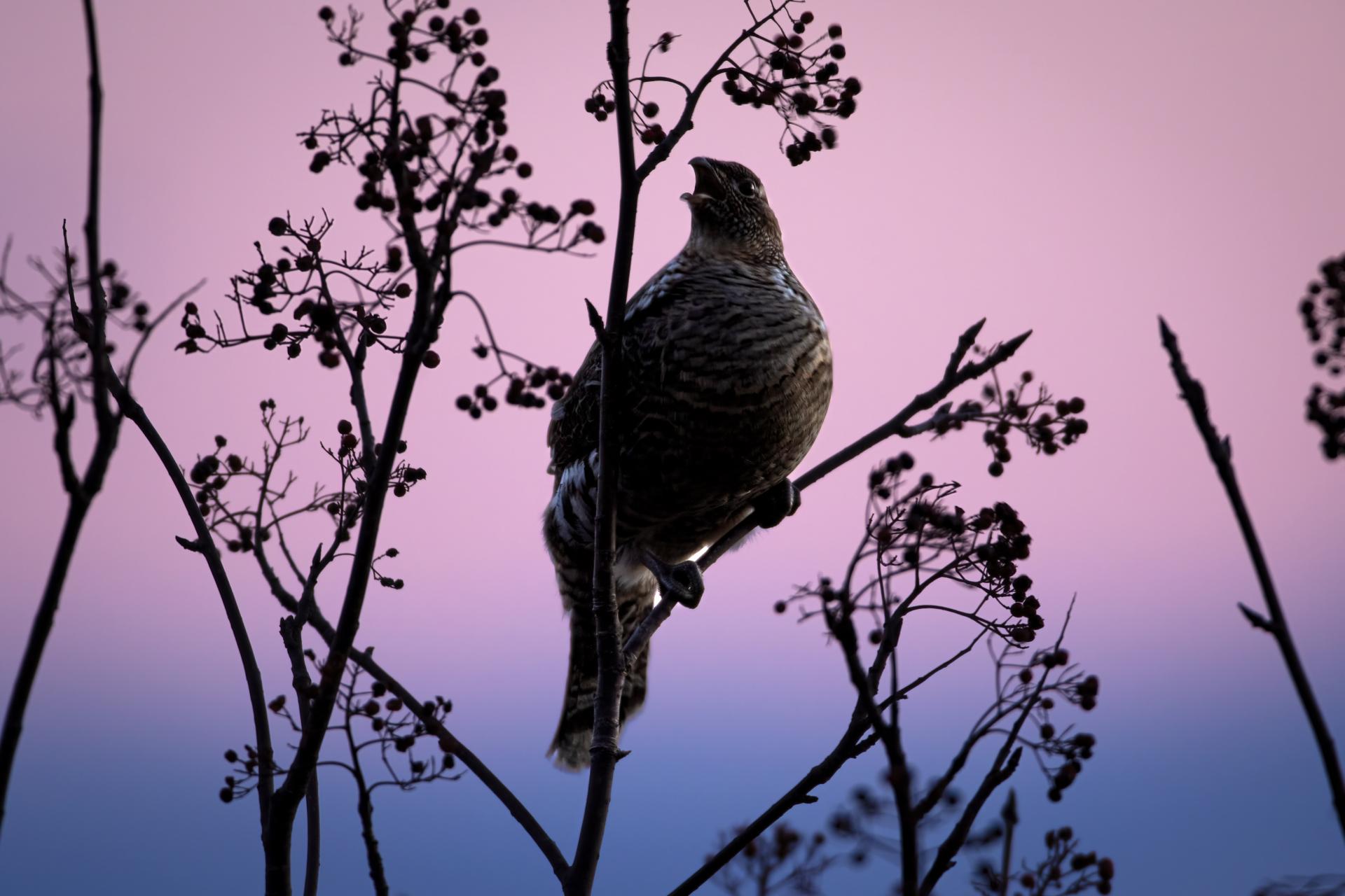 gelinotte-huppee-ruffed-grouse