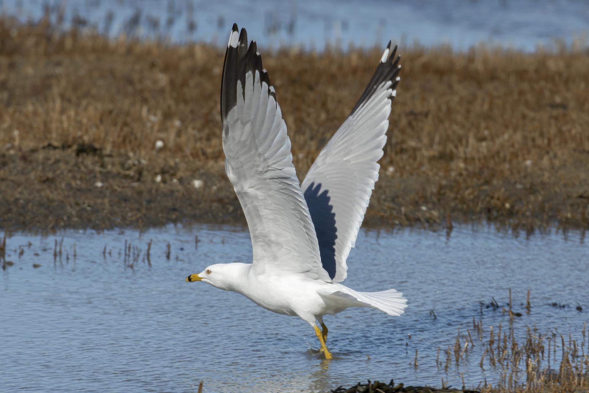 goeland-a-bec-cercle-ring-billed-gull