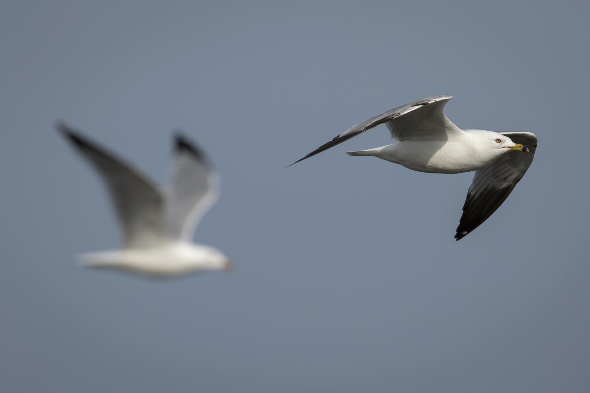 goeland-a-bec-cercle-ring-billed-gull