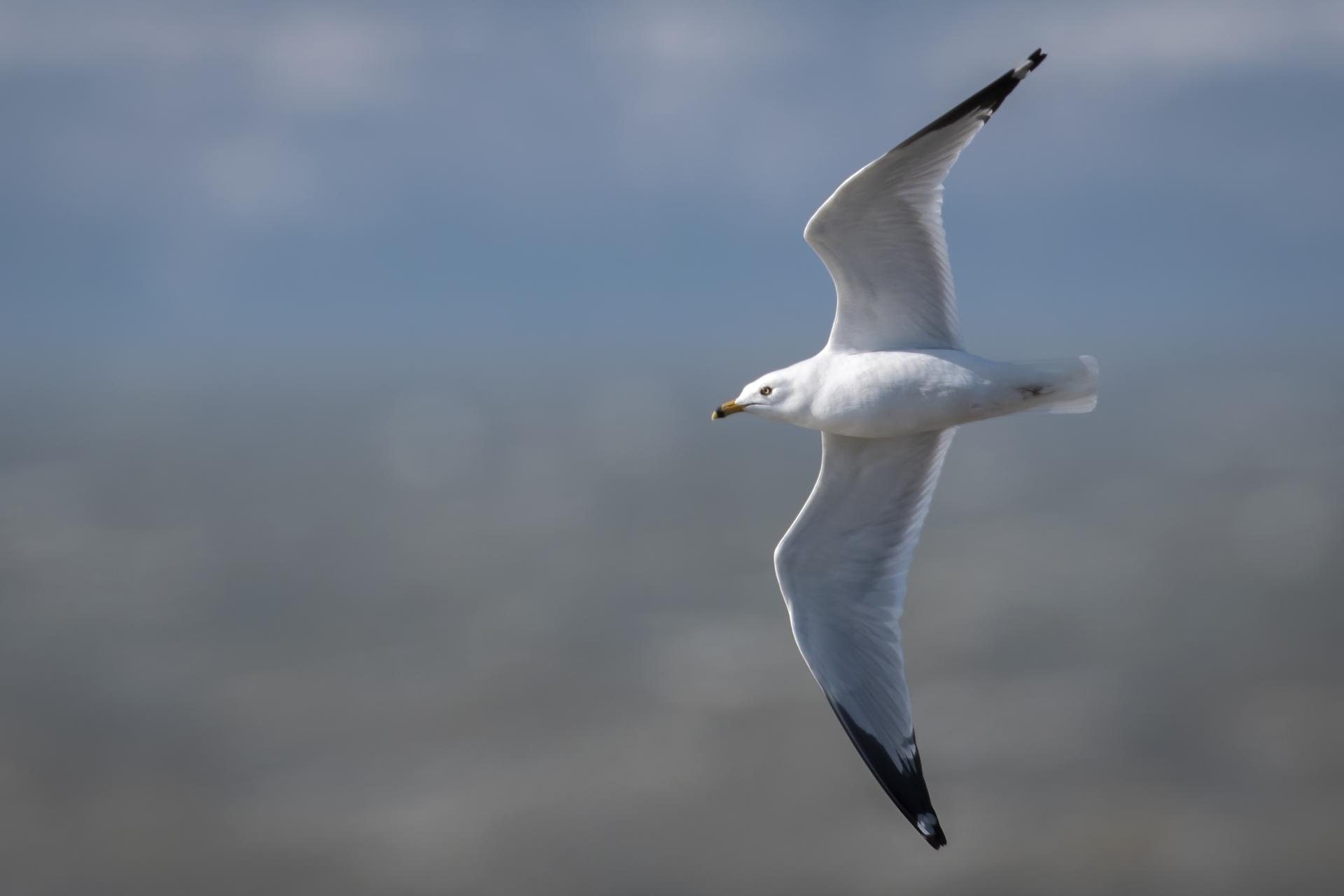 goeland-a-bec-cercle-ring-billed-gull