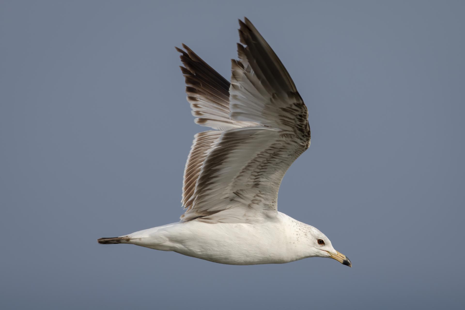 goeland-a-bec-cercle-ring-billed-gull