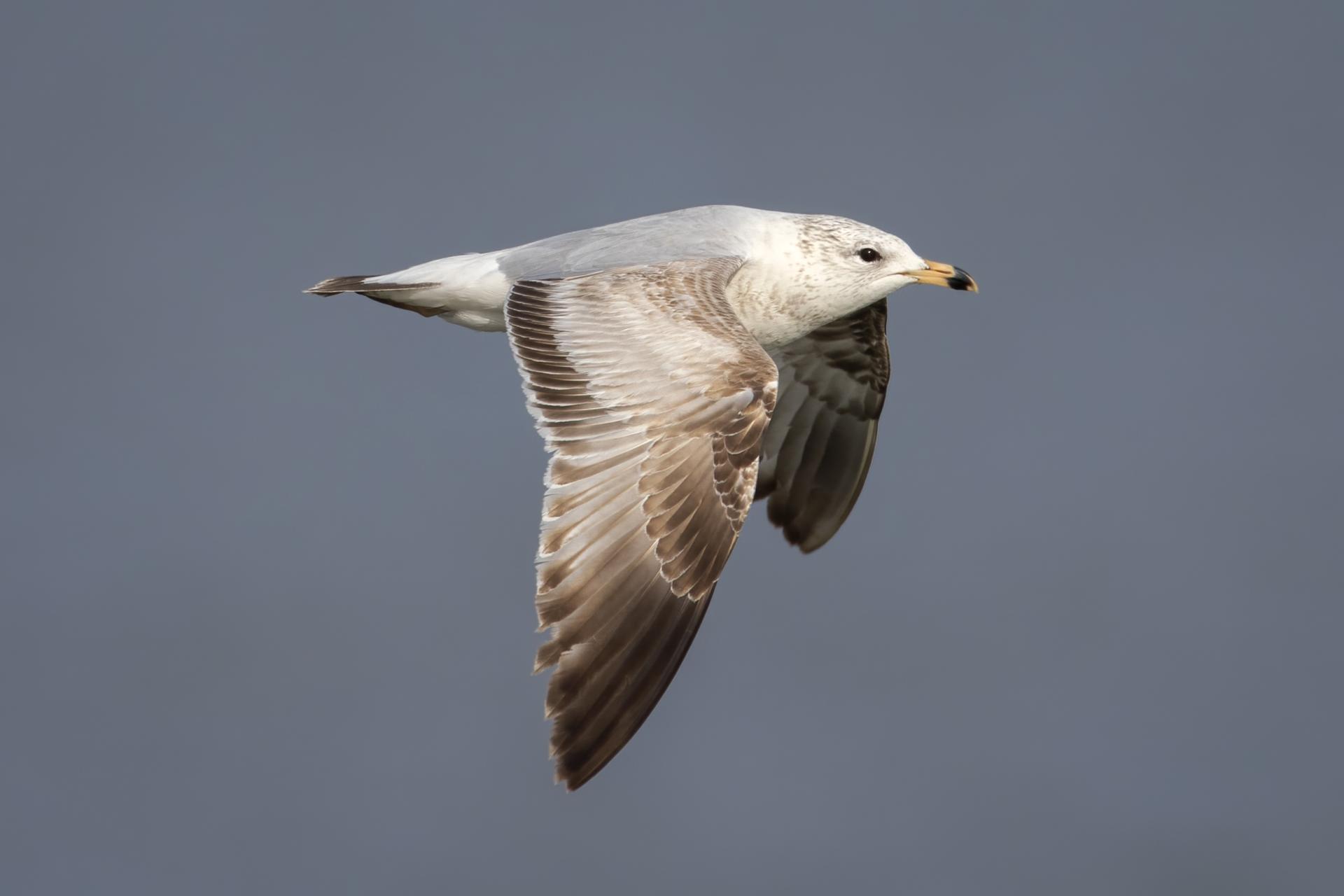 goeland-a-bec-cercle-ring-billed-gull