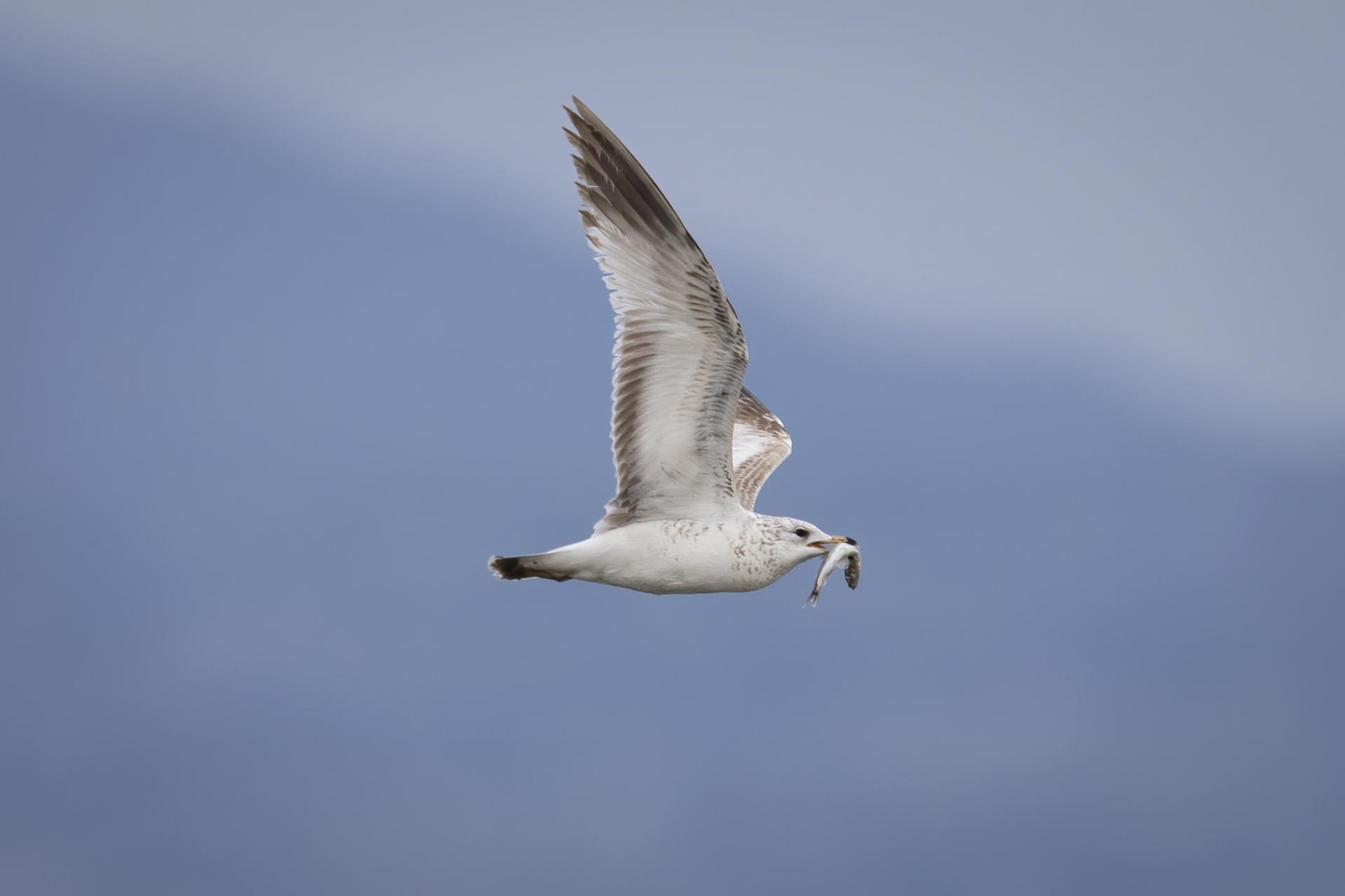 goeland-a-bec-cercle-ring-billed-gull