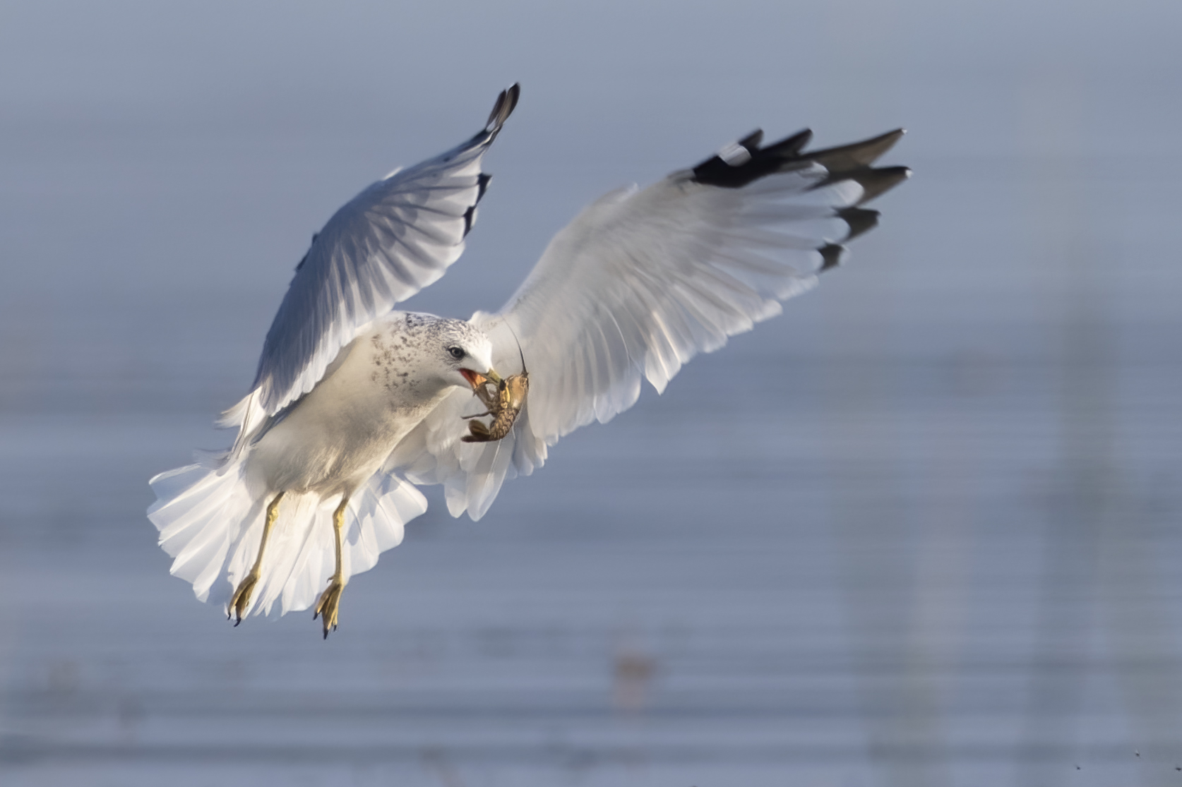 goeland-a-bec-cercle-ring-billed-gull
