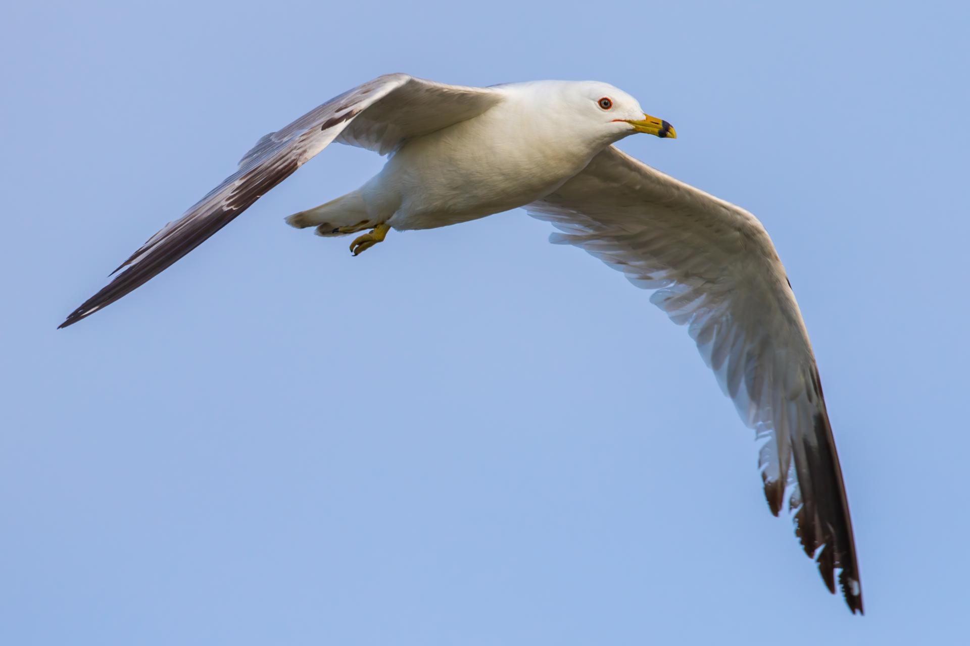 goeland-a-bec-cercle-ring-billed-gull