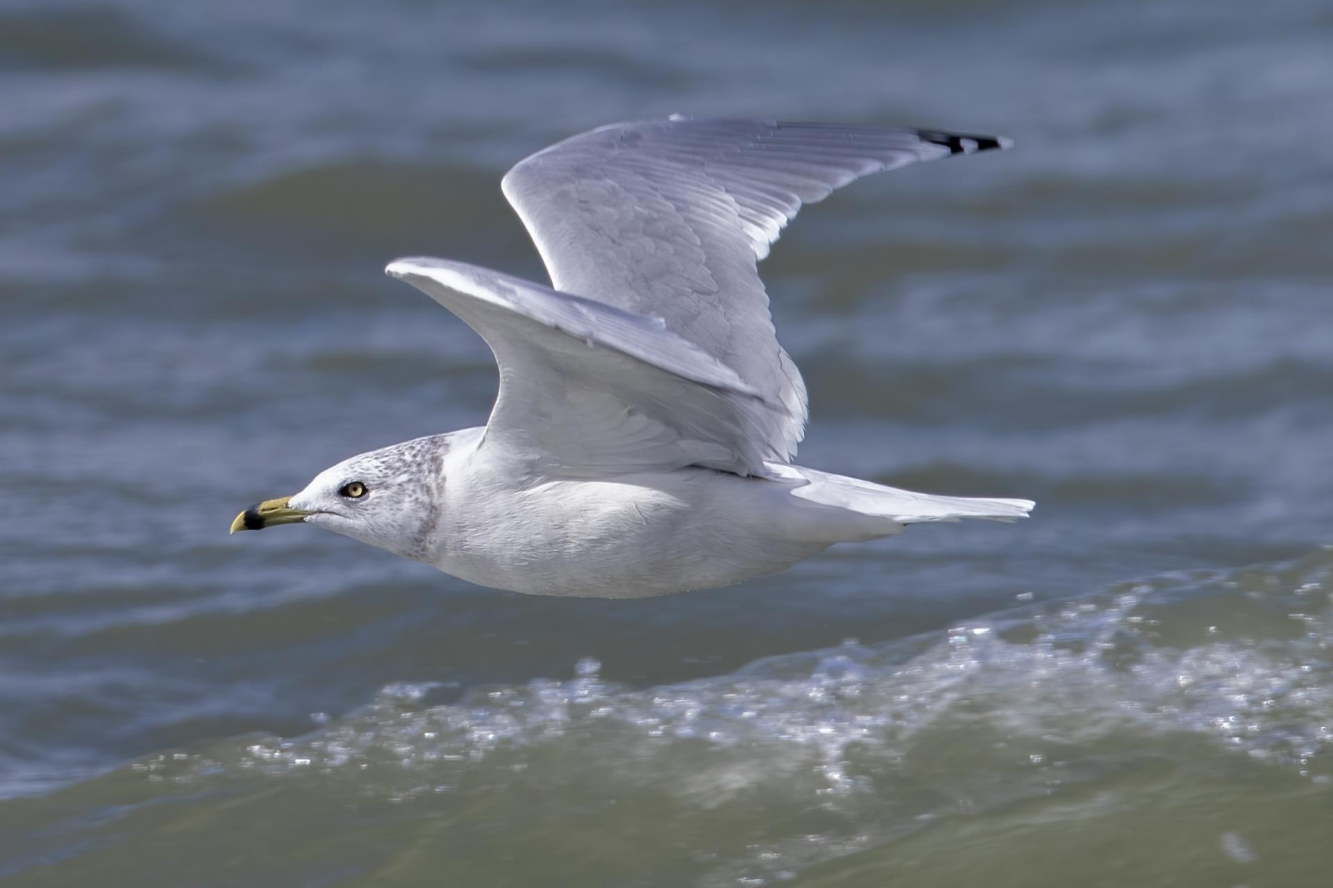goeland-a-bec-cercle-ring-billed-gull