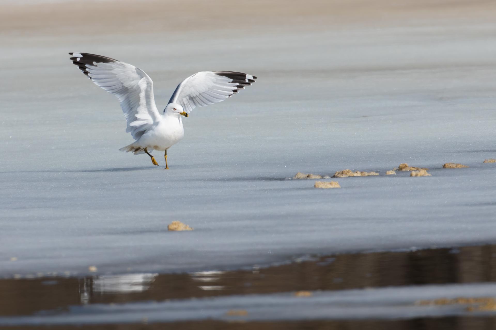 goeland-a-bec-cercle-ring-billed-gull
