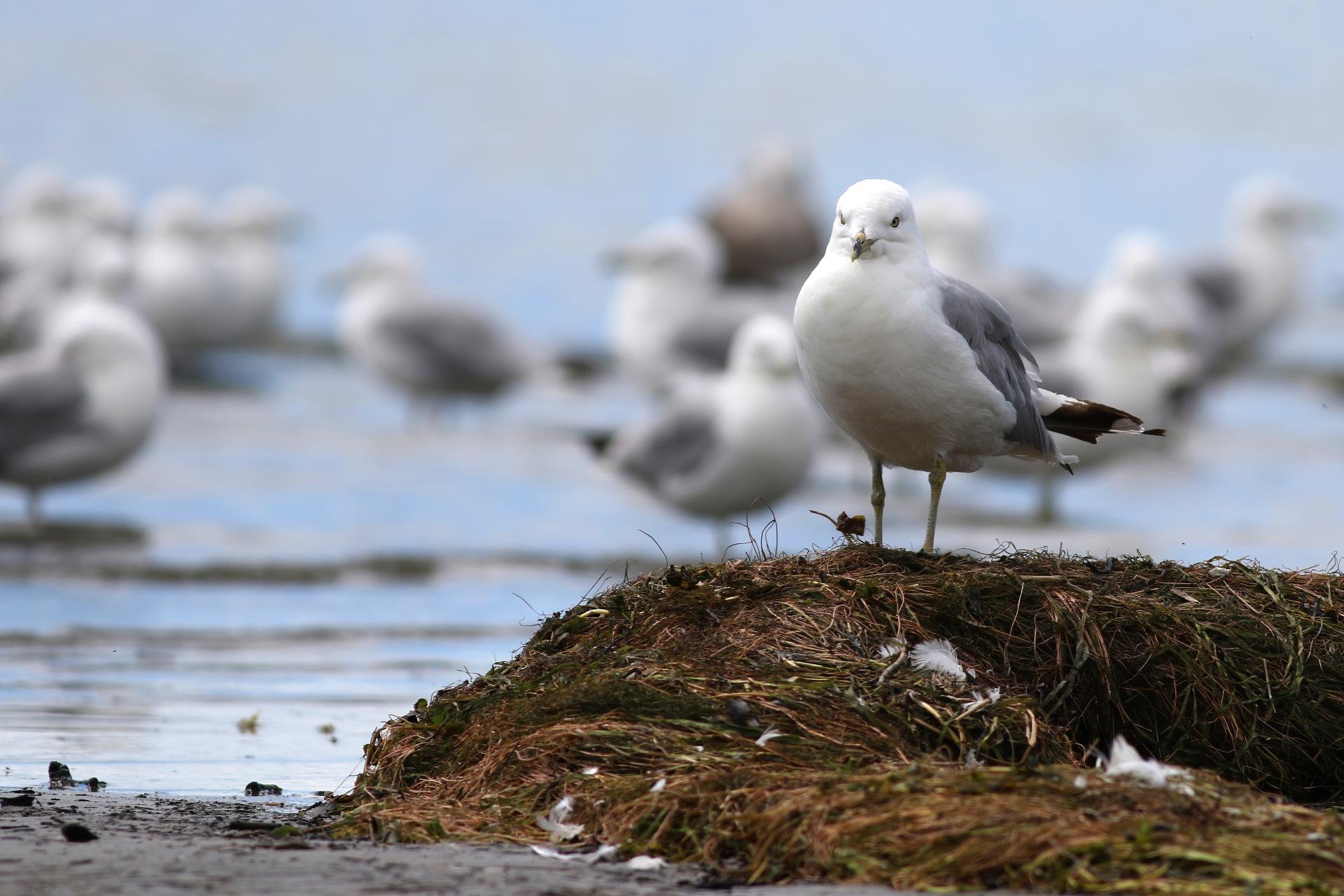 goeland-a-bec-cercle-ring-billed-gull