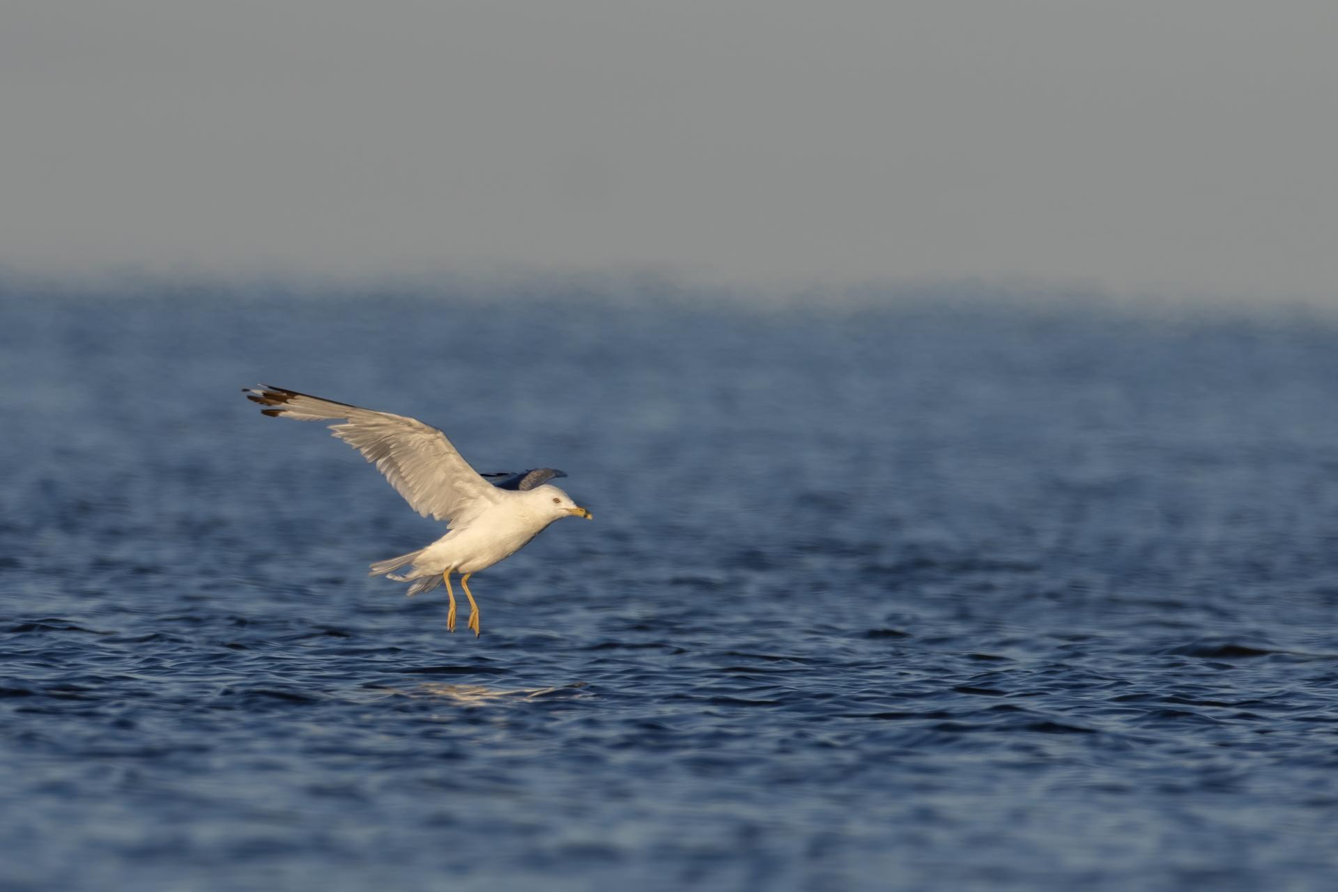 goeland-a-bec-cercle-ring-billed-gull