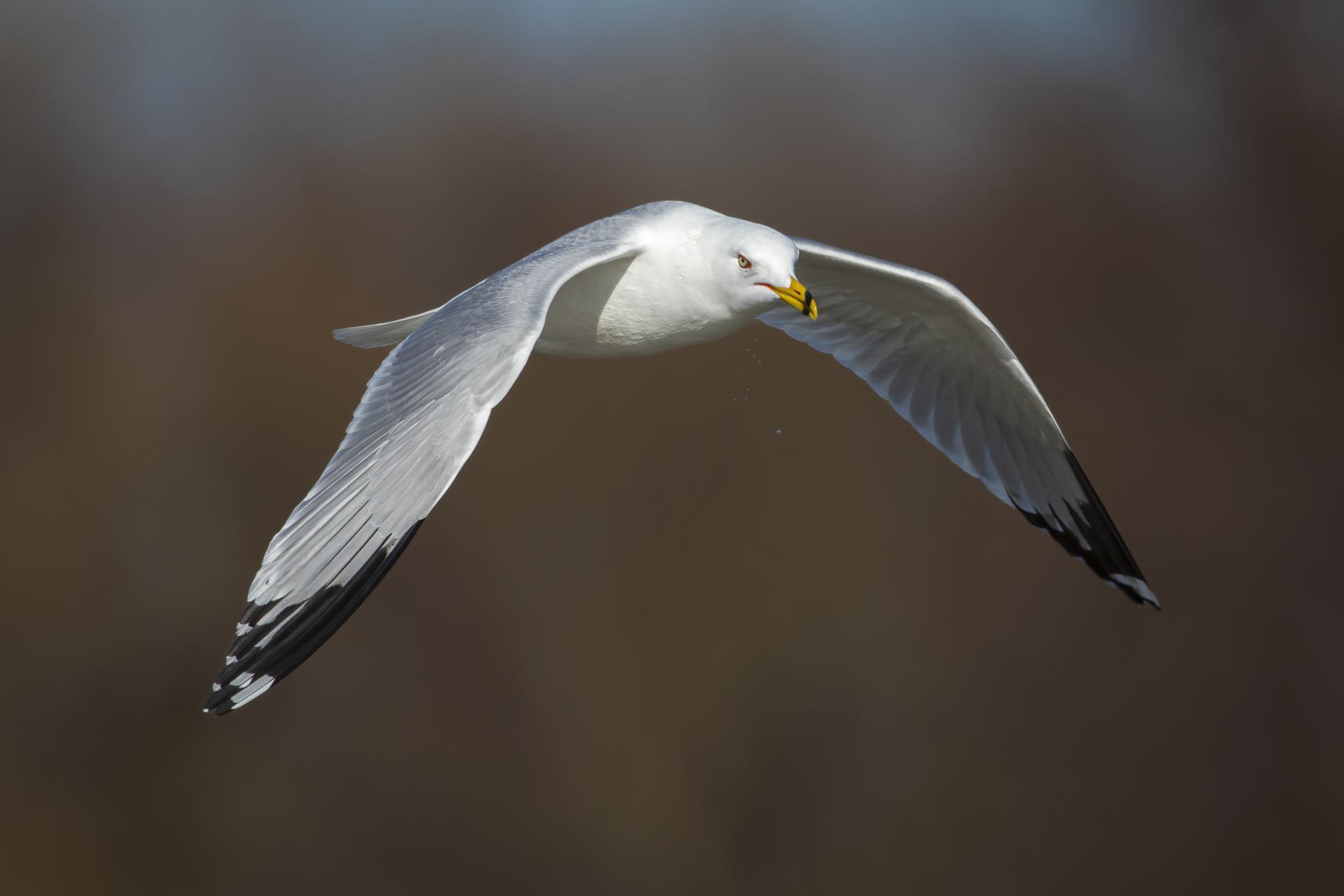 goeland-a-bec-cercle-ring-billed-gull
