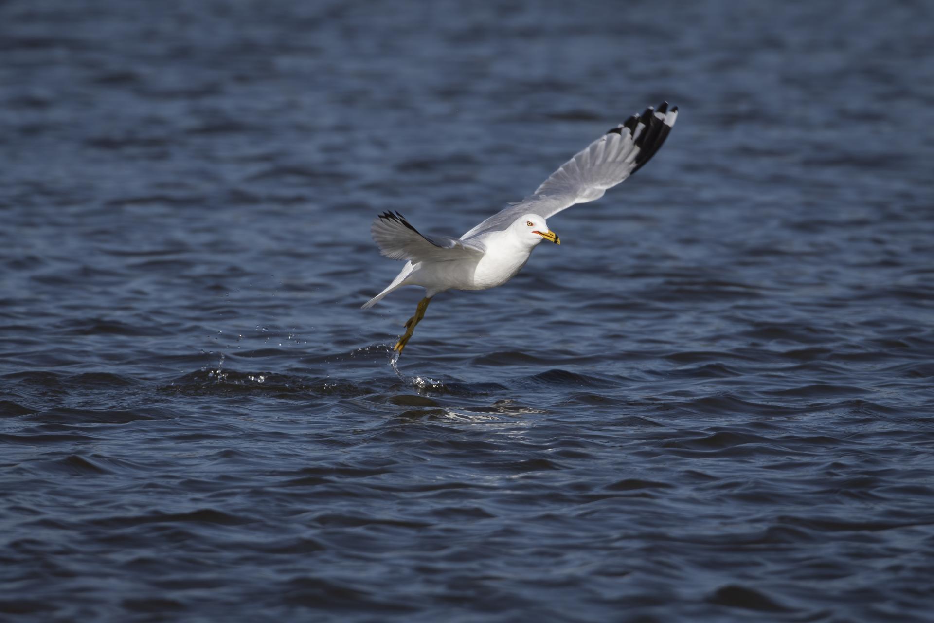 goeland-a-bec-cercle-ring-billed-gull