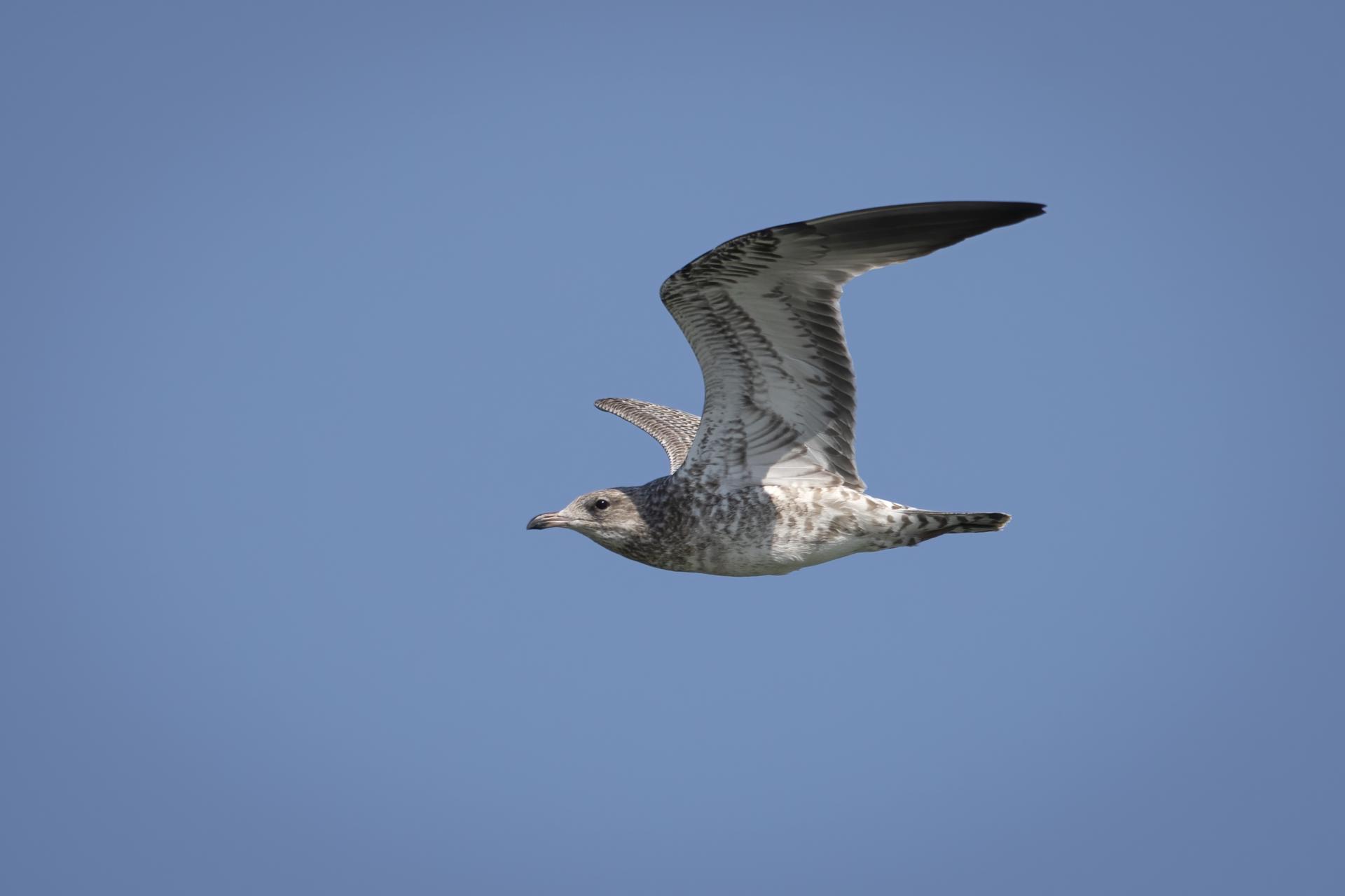 goeland-a-bec-cercle-ring-billed-gull