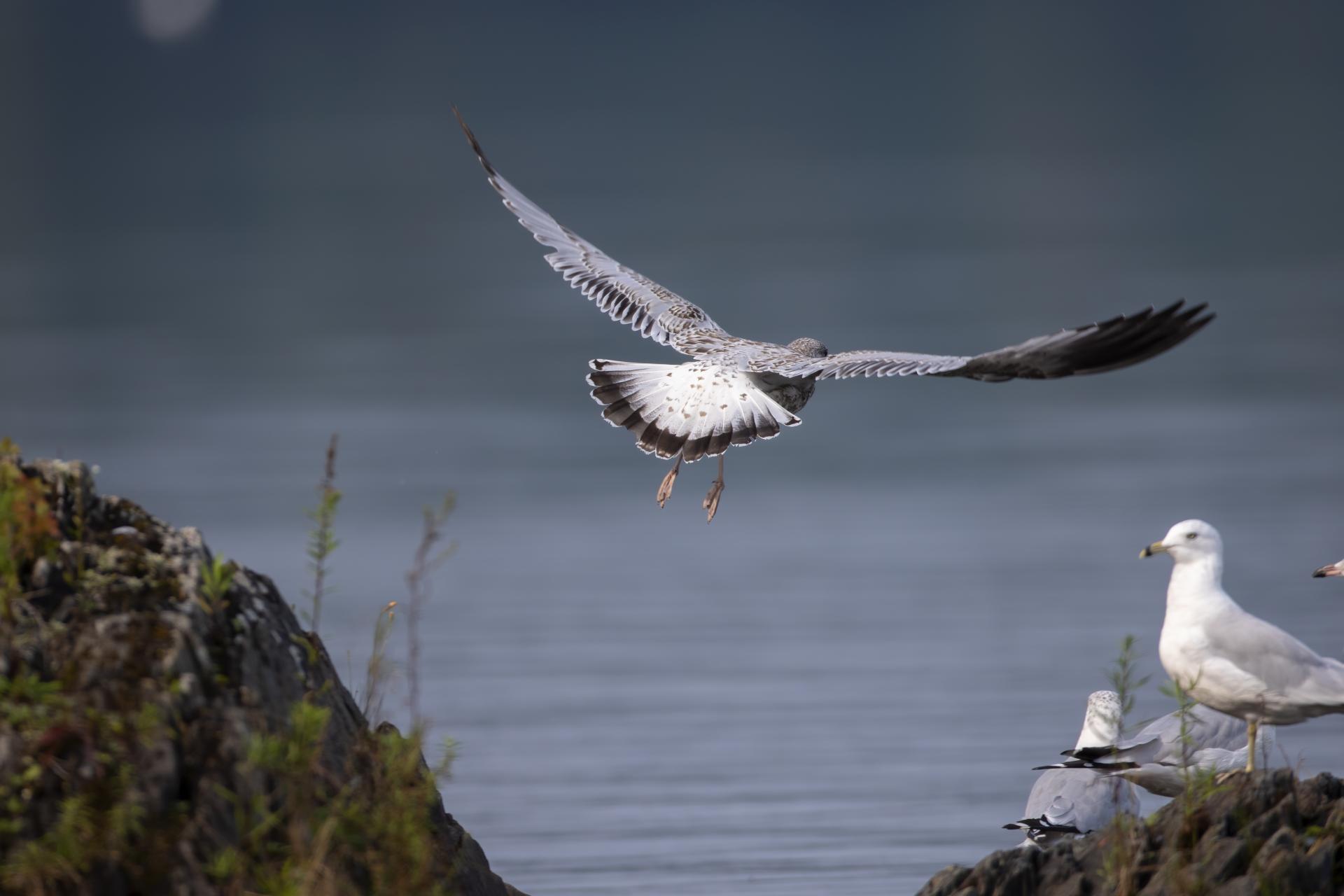 goeland-a-bec-cercle-ring-billed-gull
